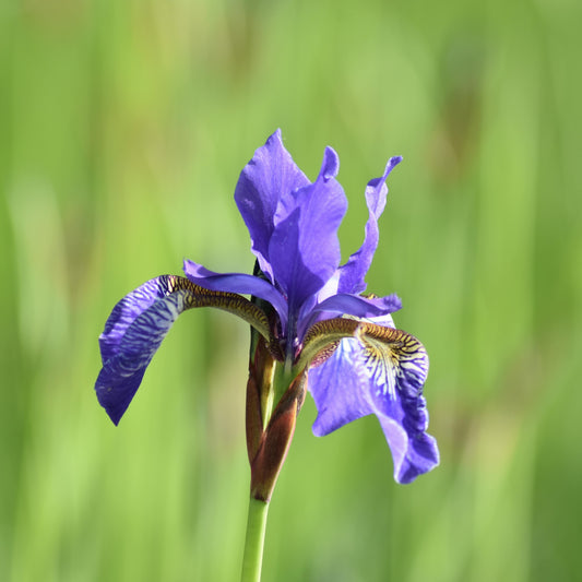 Harlequin Eskimo Iris: Iris ensata 'Harlenquinesque' - 1GAL Pot