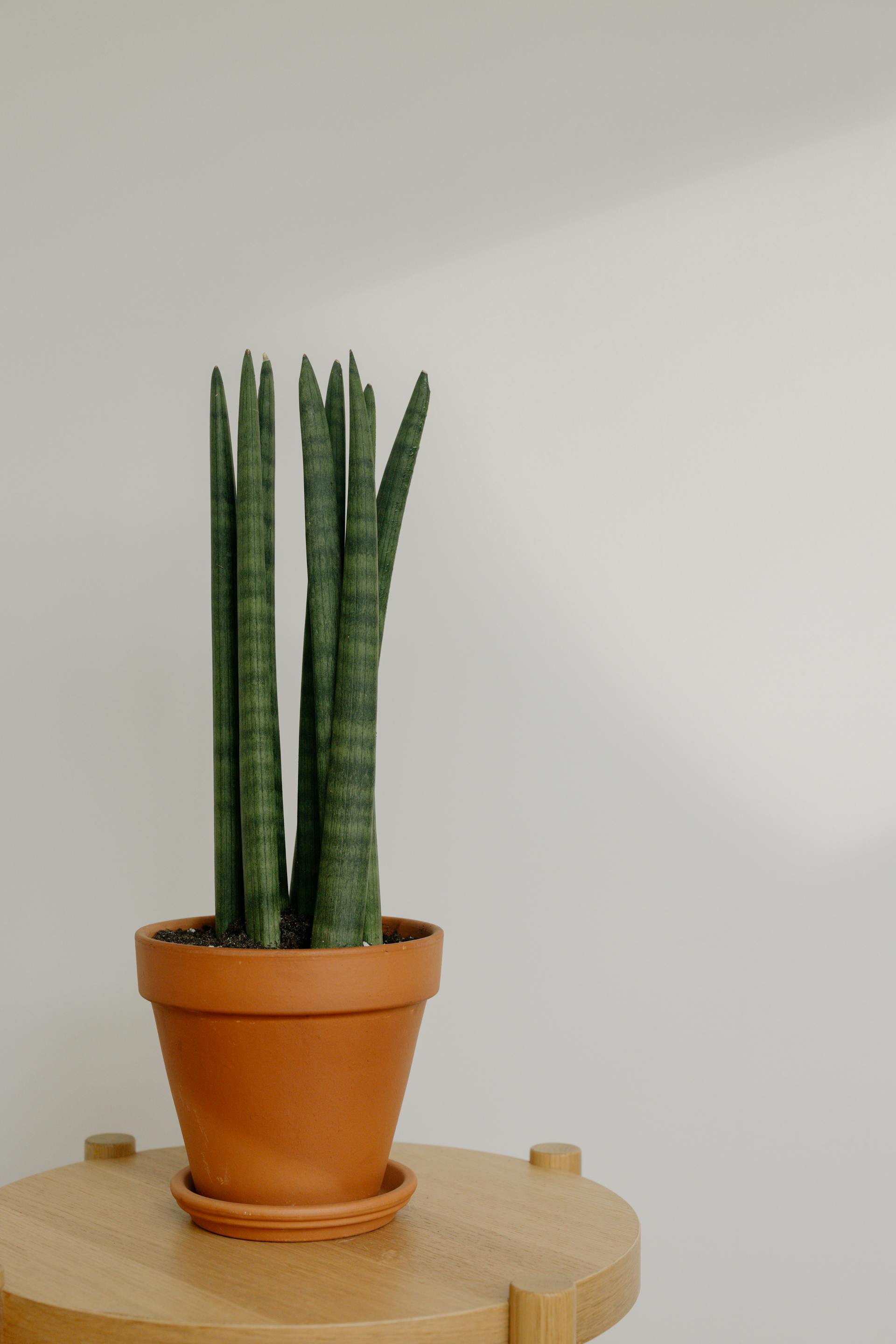 Standard Clay Planter with Drainage | 10 inch Diameter — empty planter, studio photo — planter for sale by Promise Supply for delivery and pickup in Toronto.