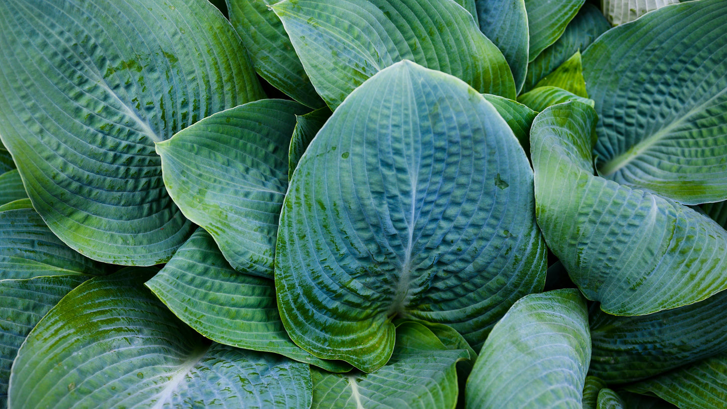 Big Daddy: Hosta - 1GAL Pot