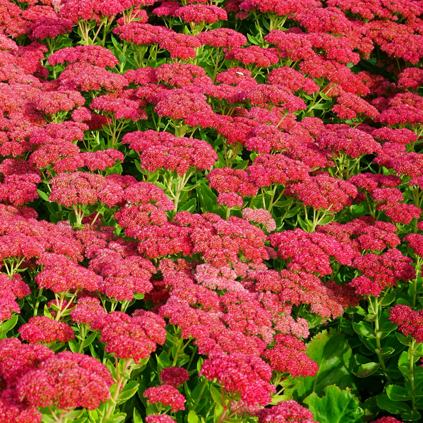 Autumn Fire Stonecrop: Sedum spectabile - 2GAL Pot