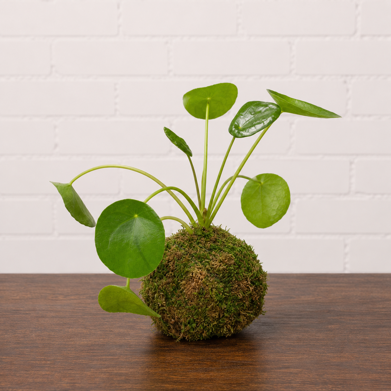 Pass it On Kokedama: Pilea peperomioides - 4 inch Moss Ball