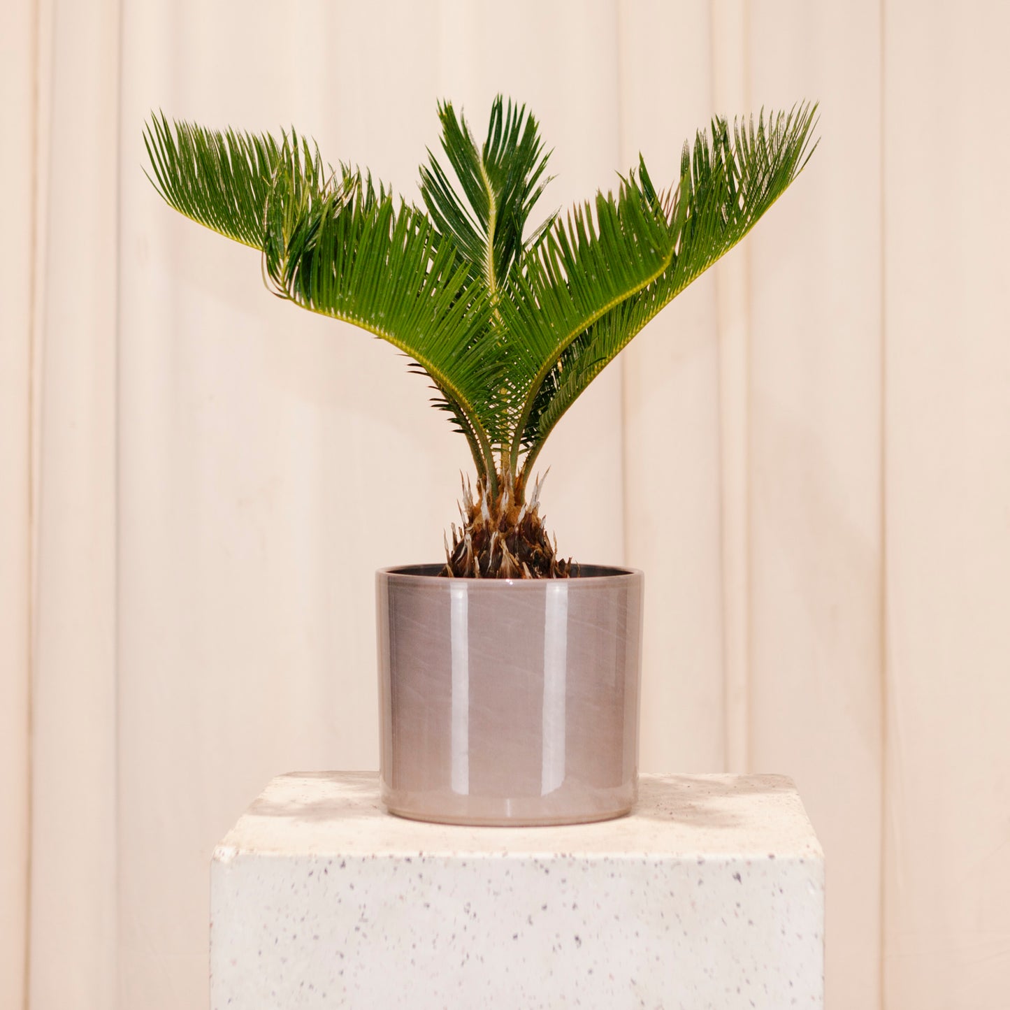 Pillar Ceramic Pot | 6 inch Nursery Pot