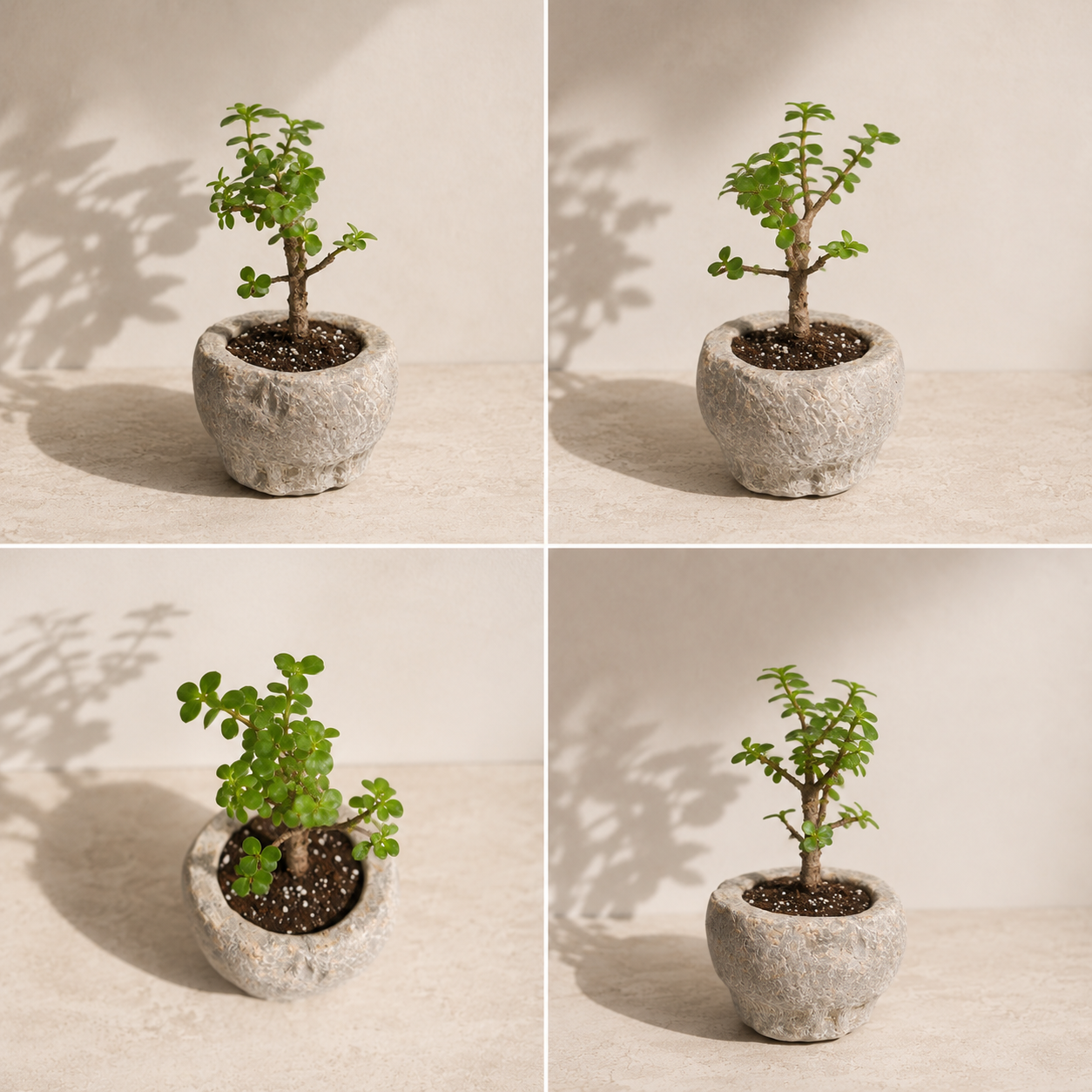 Elephant Bush Jade in Vintage Stone Mortar