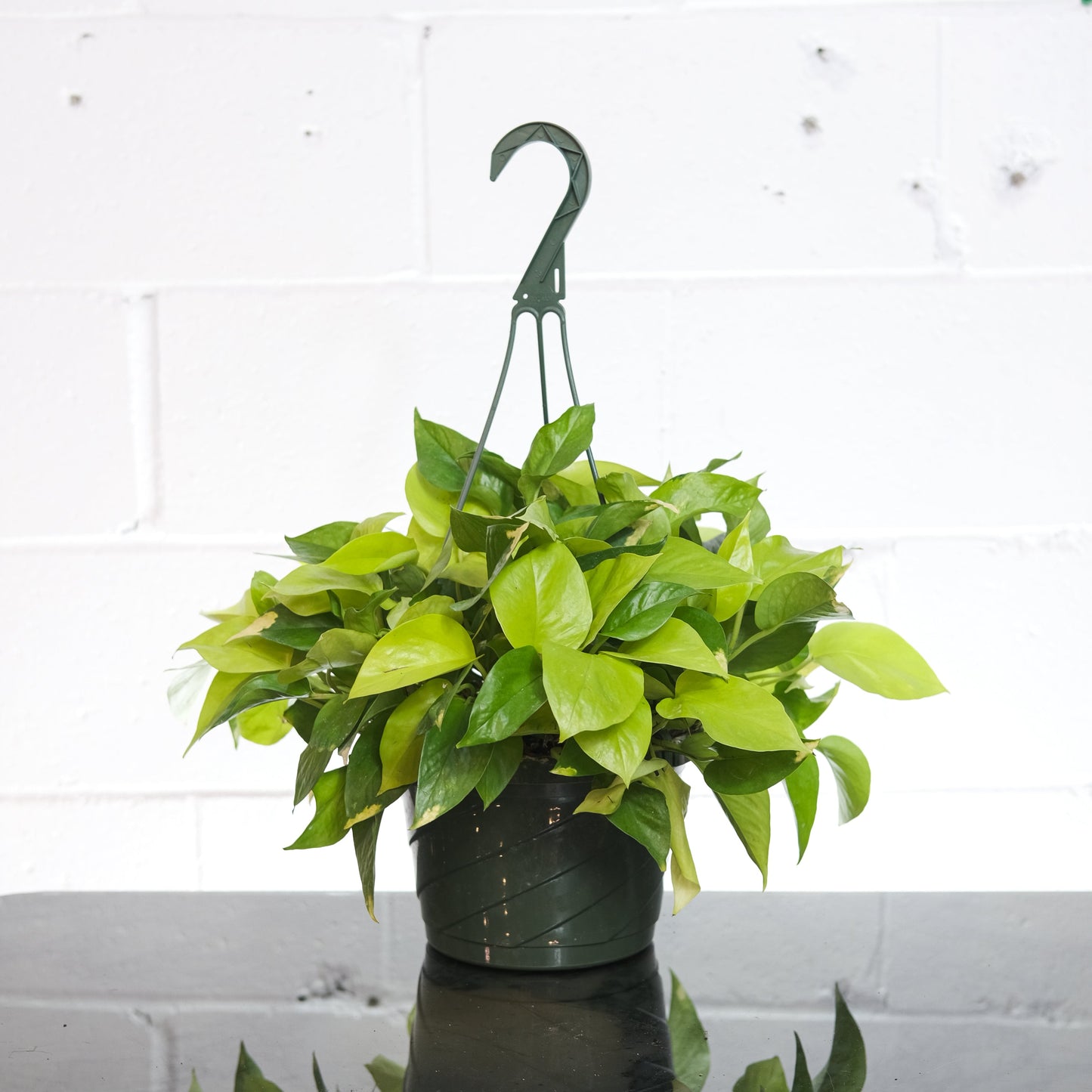 Neon Pothos: Epipremnum aureum - 10 inch hanging basket — plant in pot — indoor plant for sale by Promise Supply for delivery and pickup in Toronto.