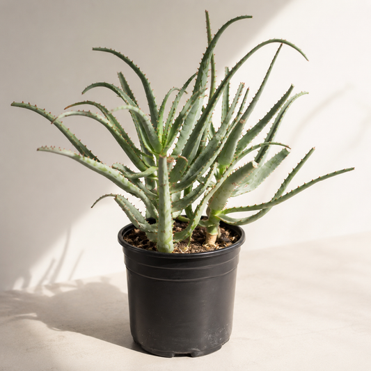Red Aloe: Aloe cameronii - 10 inch pot - 2-2.5 foot tall