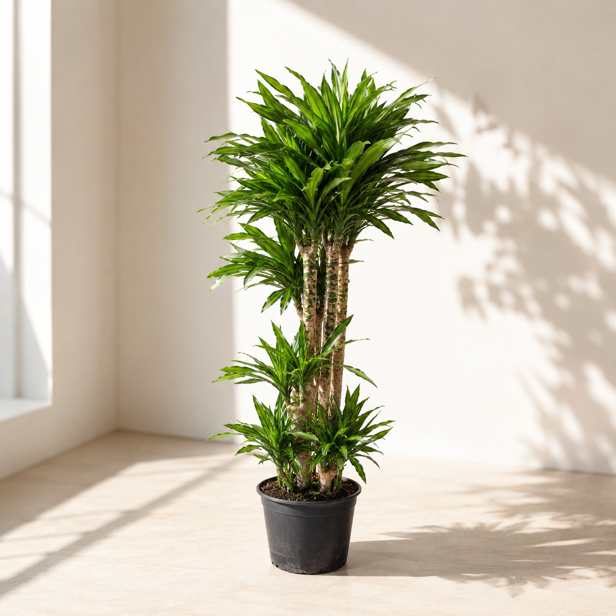 Rikki Column Cane: Dracaena fragrans - 12 inch pot - 5-5.5 foot tall