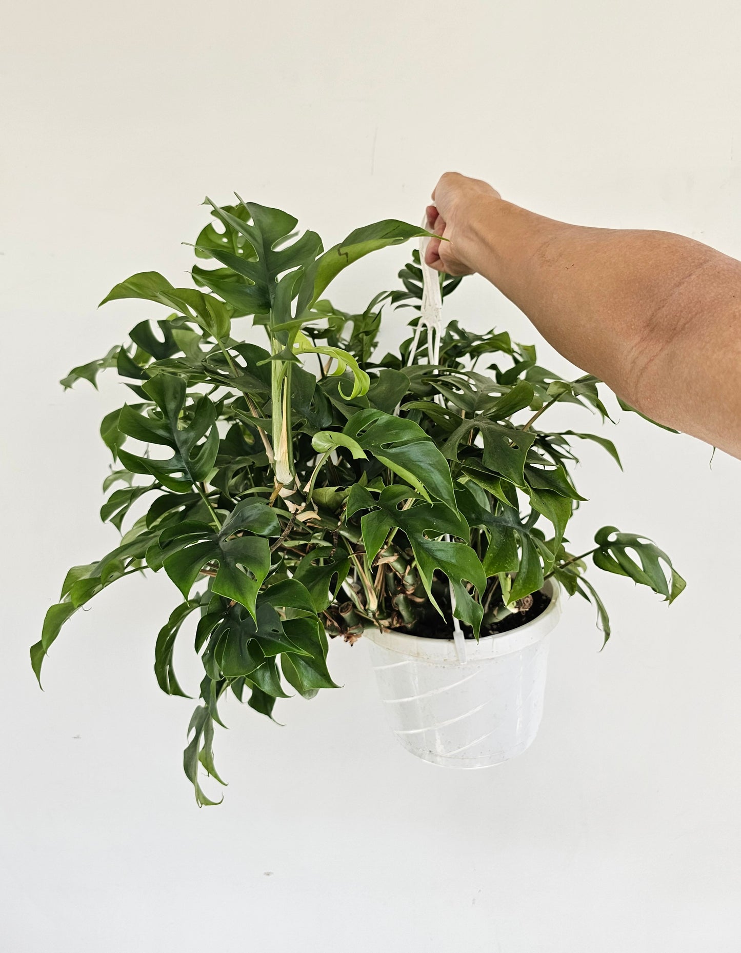Mini Monstera: Rhaphidophora tetrasperma - 8 inch hanging basket — indoor plant — indoor plant for sale by Promise Supply for delivery and pickup in Toronto.