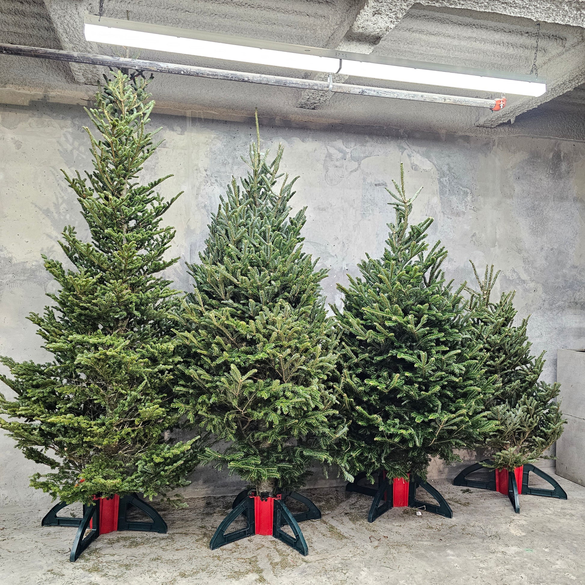 Christmas Tree: Fraser Fir Premium — Winter Greens product on white background — for sale by Promise Supply for delivery and pickup in Toronto.