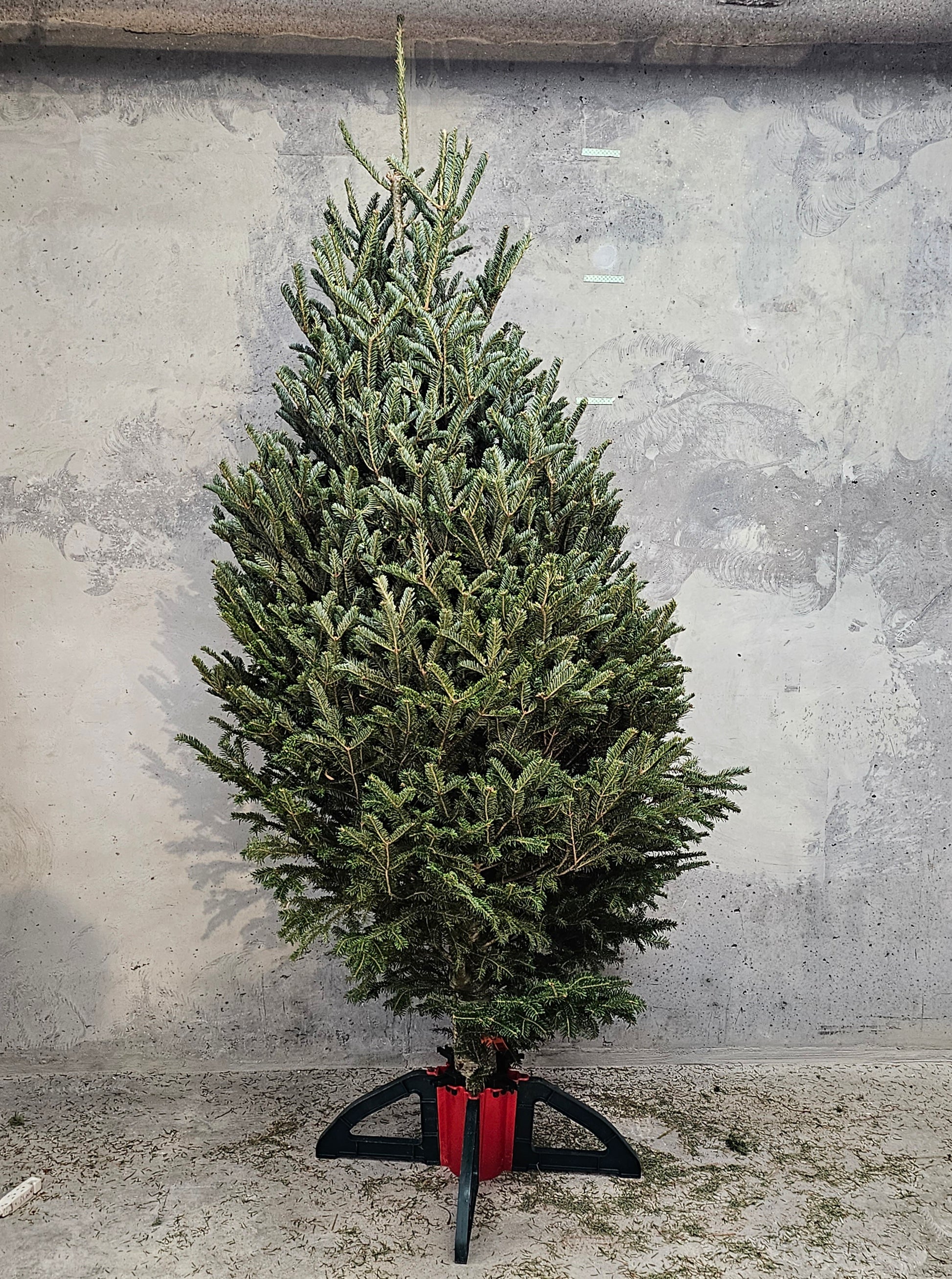 Christmas Tree: Fraser Fir Premium — Winter Greens product on white background — for sale by Promise Supply for delivery and pickup in Toronto.