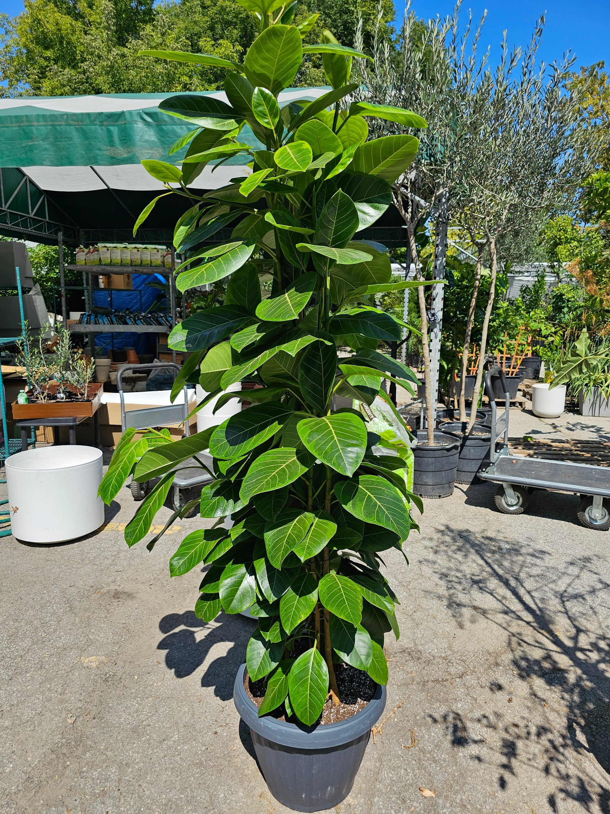 Yellow Gem Fig Column: Ficus altissima - 14 inch pot — indoor plant — indoor plant for sale by Promise Supply for delivery and pickup in Toronto.