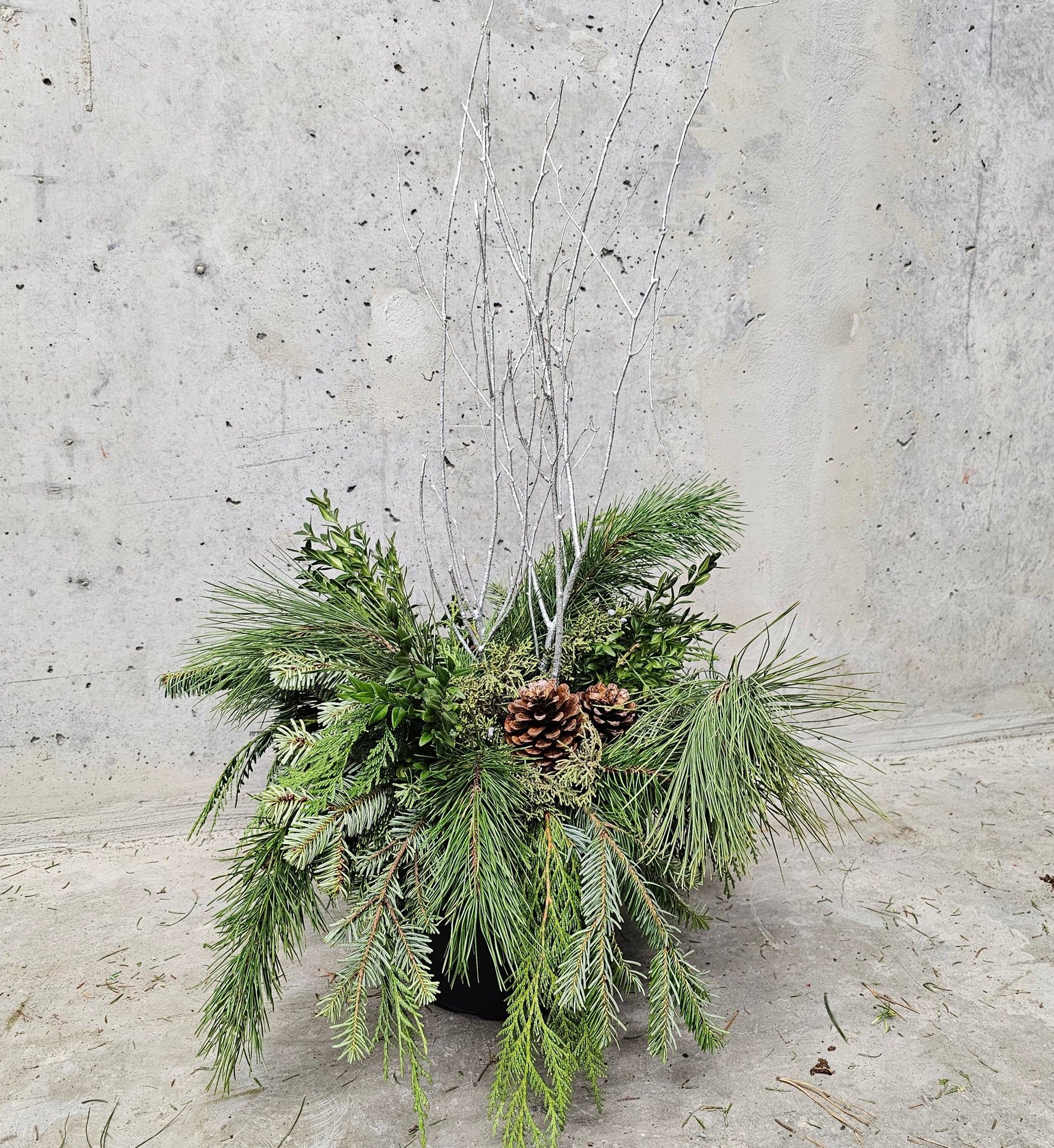 Winter Planter Arrangement - 10 inch Pot — indoor plant — indoor plant for sale by Promise Supply for delivery and pickup in Toronto.