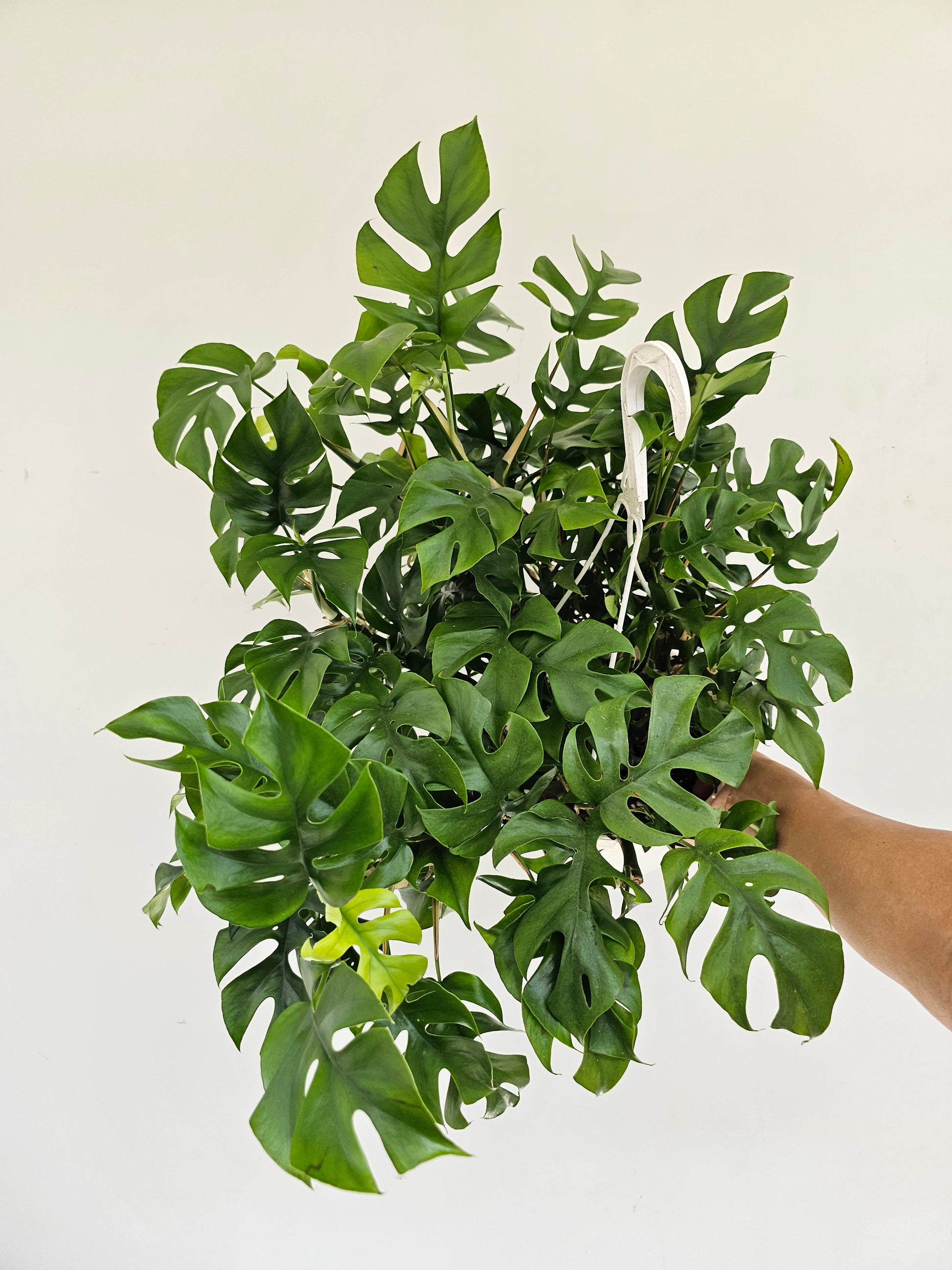 Mini Monstera: Rhaphidophora tetrasperma - 8 inch hanging basket — indoor plant — indoor plant for sale by Promise Supply for delivery and pickup in Toronto.