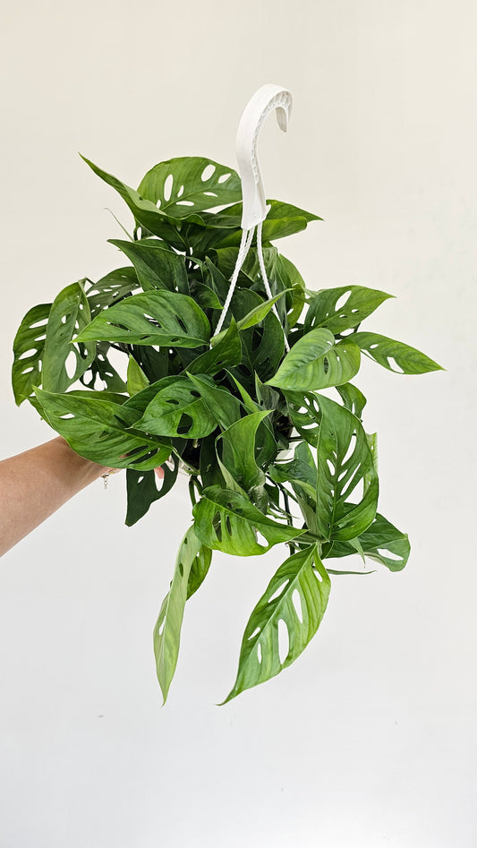Swiss Cheese Vine (Monstera adansonii) in a 8 inch pot. Indoor plant for sale by Promise Supply for delivery and pickup in Toronto