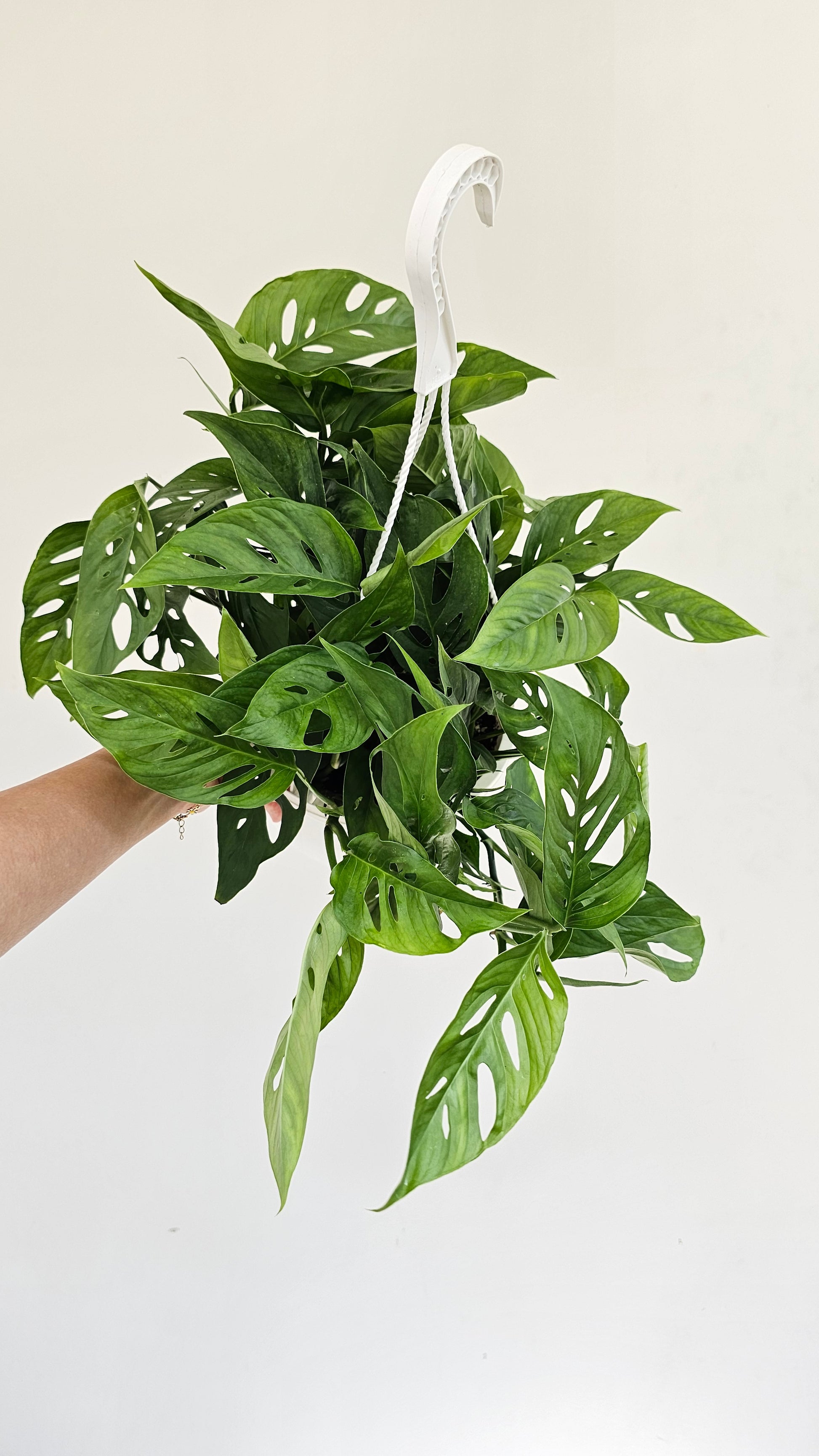 Swiss Cheese Vine: Monstera adansonii - 8 inch hanging basket — indoor plant — indoor plant for sale by Promise Supply for delivery and pickup in Toronto.