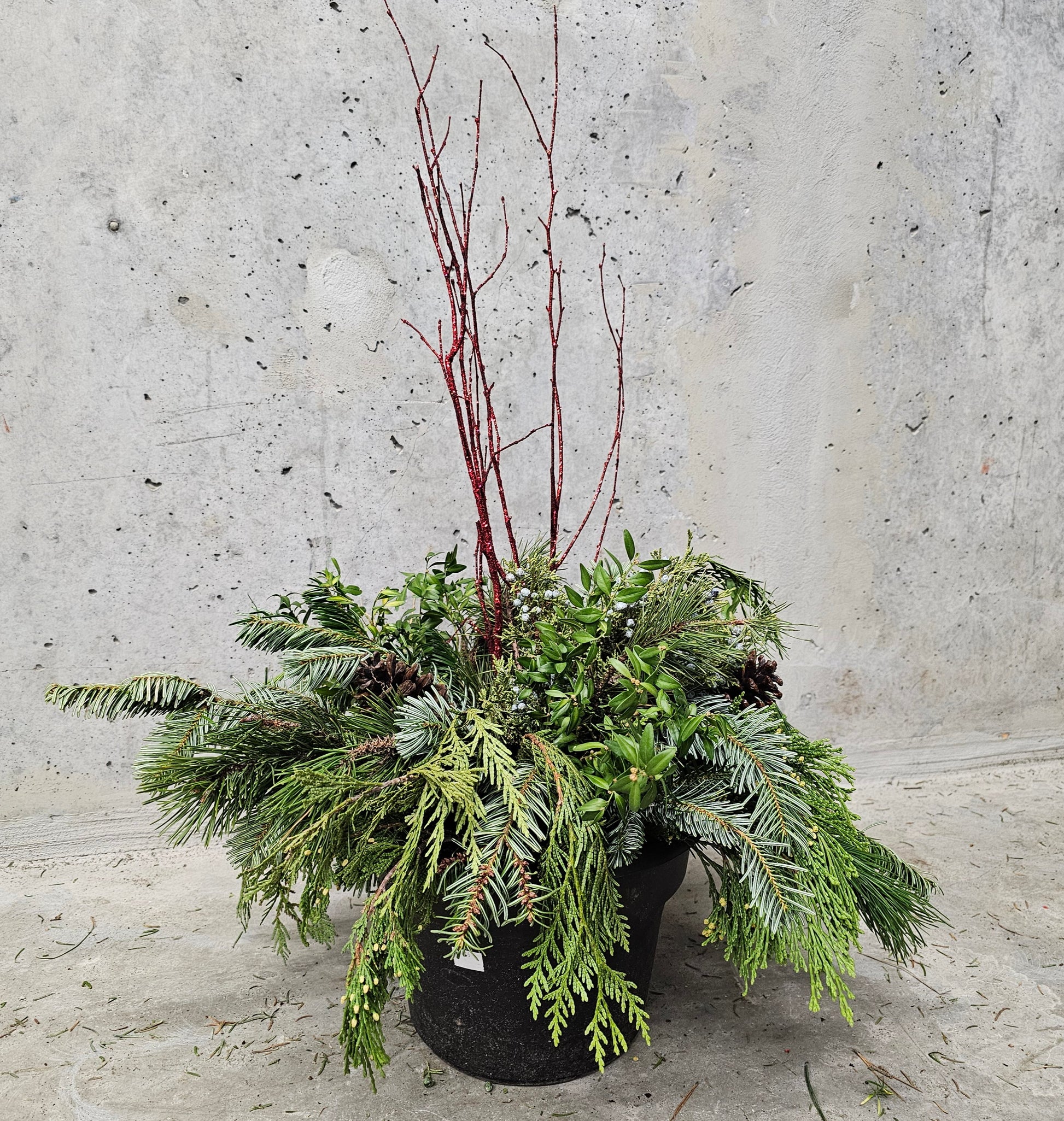 Winter Planter Arrangement - 10 inch Pot — indoor plant — indoor plant for sale by Promise Supply for delivery and pickup in Toronto.