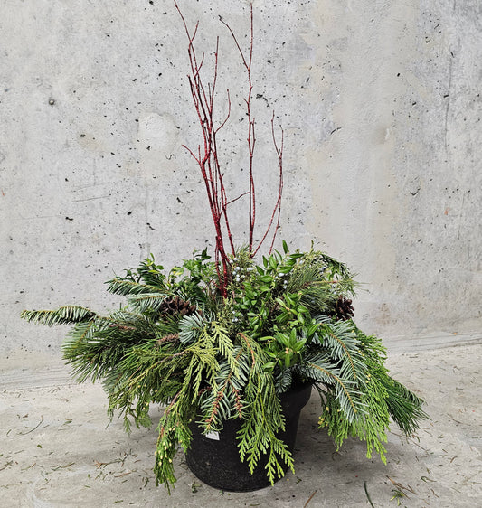 Winter Planter Arrangement - 10 inch Pot — indoor plant — indoor plant for sale by Promise Supply for delivery and pickup in Toronto.