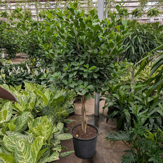 Braided Ficus Moclame: Ficus microcarpa - 14 inch pot - 5-6 Foot Tall — indoor plant — indoor plant for sale by Promise Supply for delivery and pickup in Toronto.