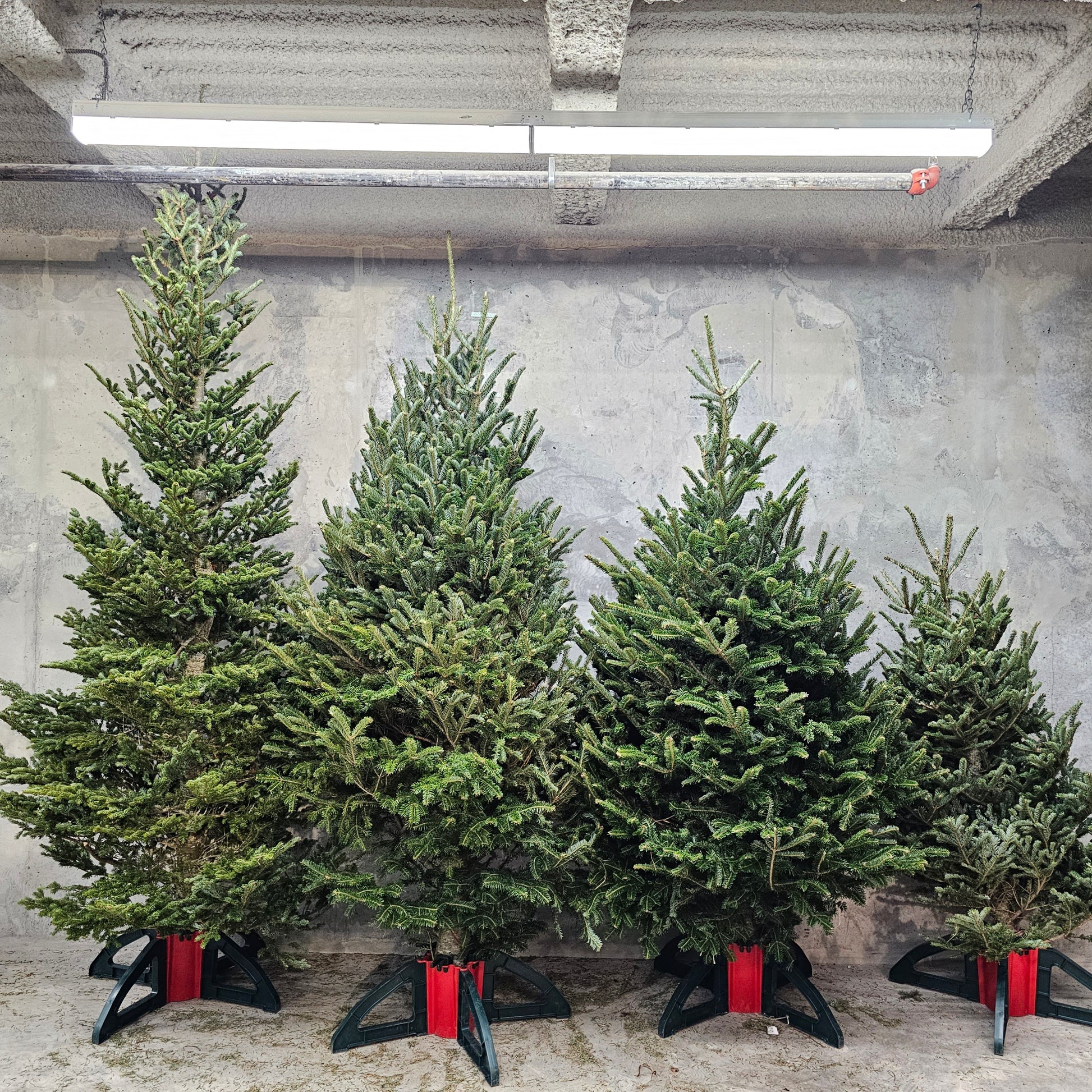 Christmas Tree: Fraser Fir Premium — Winter Greens product on white background — for sale by Promise Supply for delivery and pickup in Toronto.