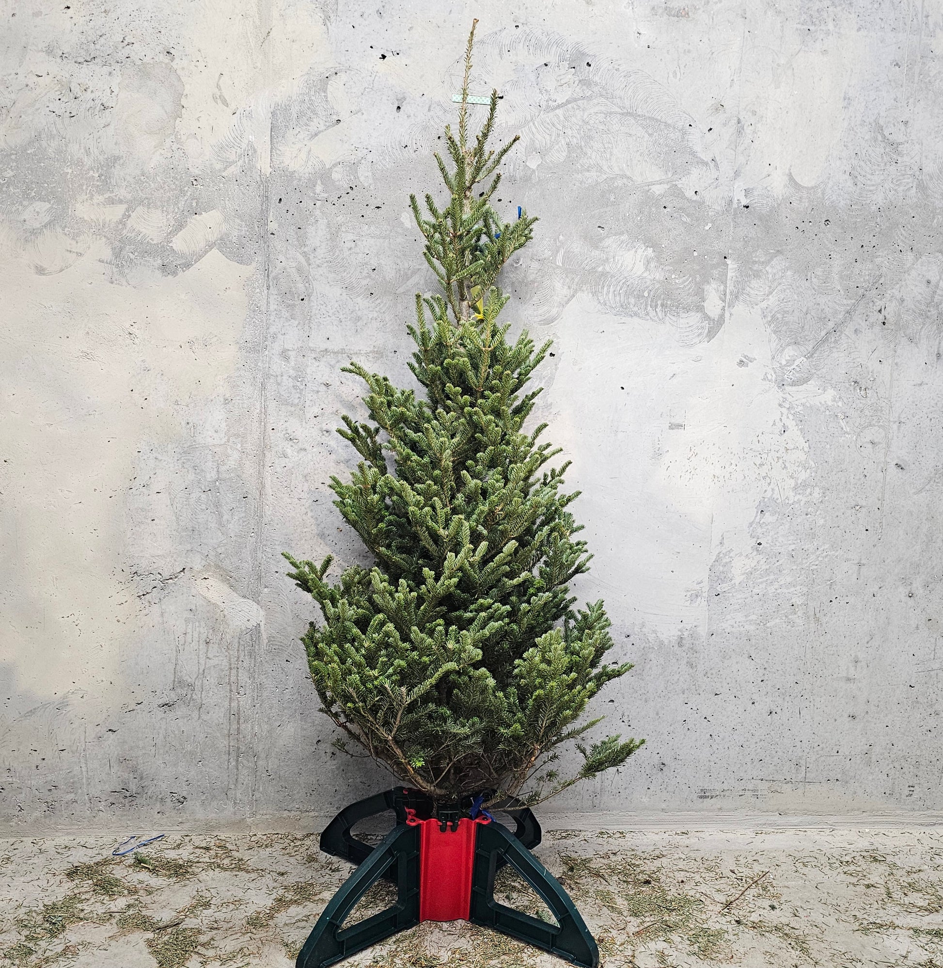 Christmas Tree: Fraser Fir Premium — Winter Greens product on white background — for sale by Promise Supply for delivery and pickup in Toronto.