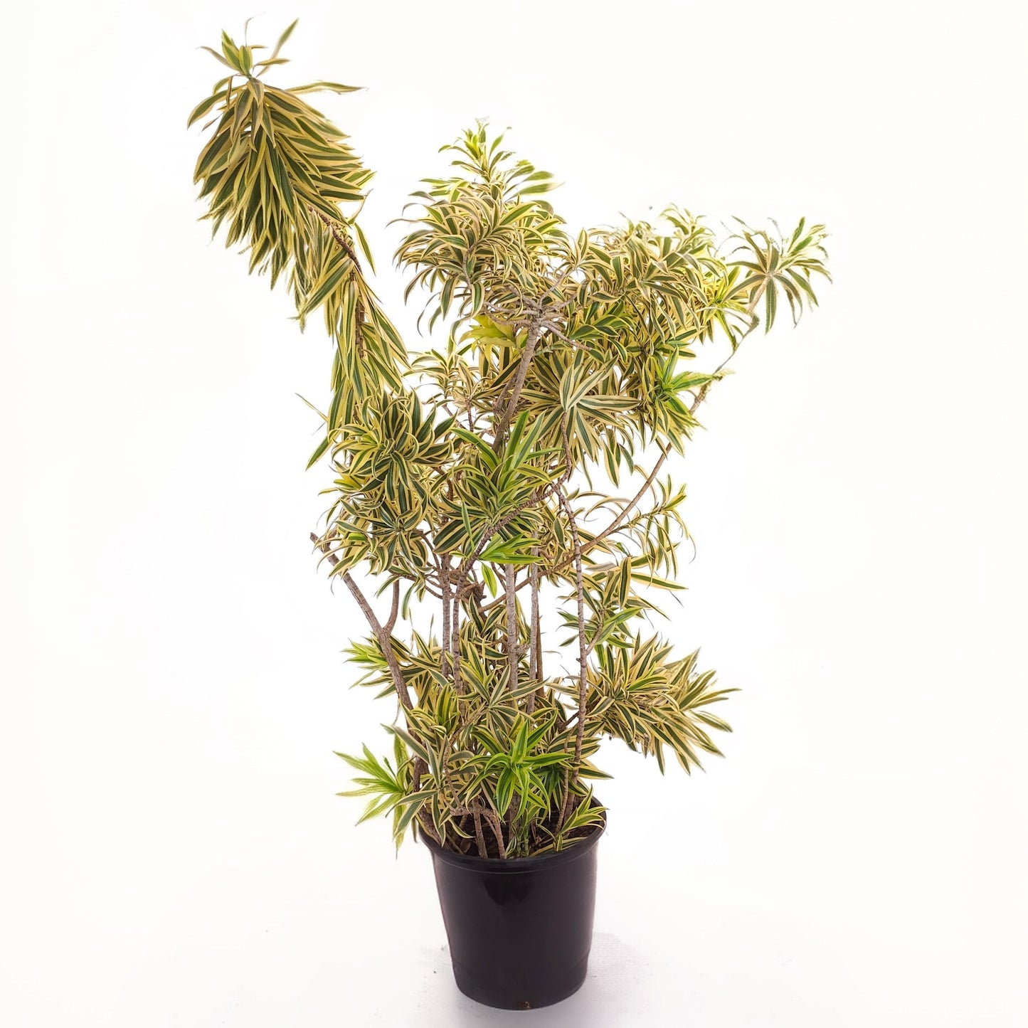 14" Dracaena Song of India