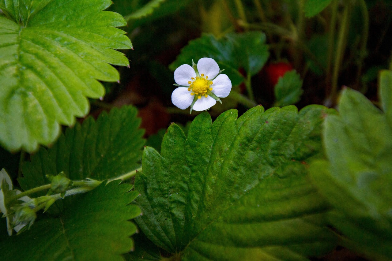 Woodland Strawberry: Fragaria vesca - 9CM Pot