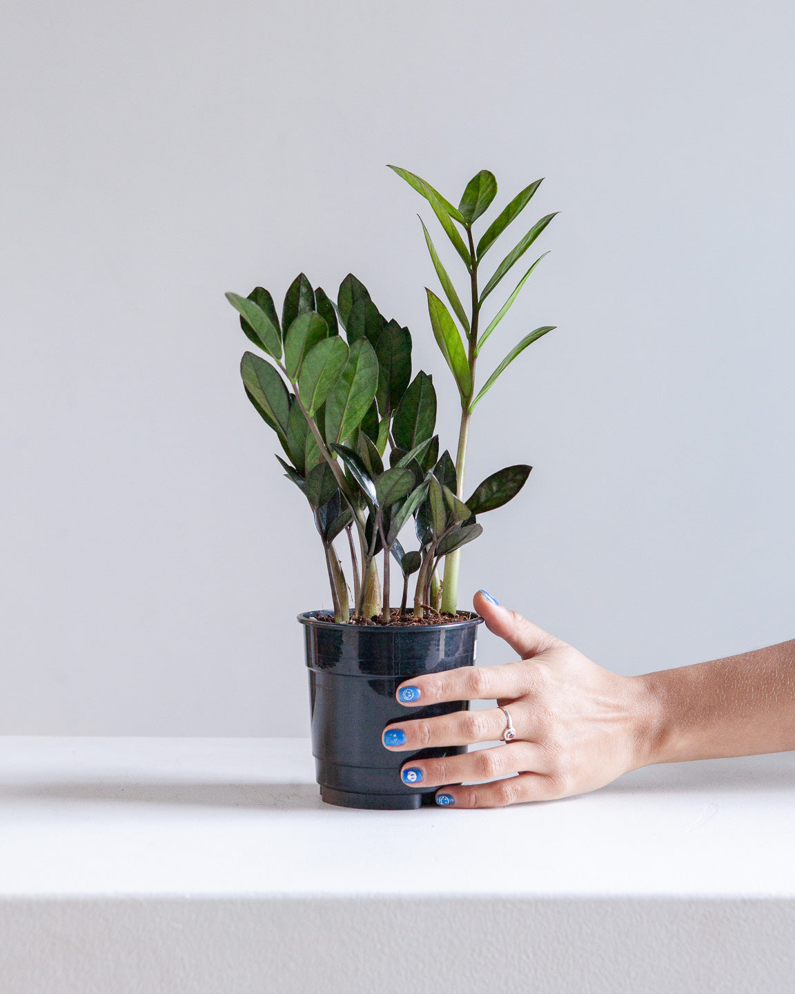buy zz plant toronto Supernova ZZ Plant: Zamioculcas Zamiifolia - 5" Pot