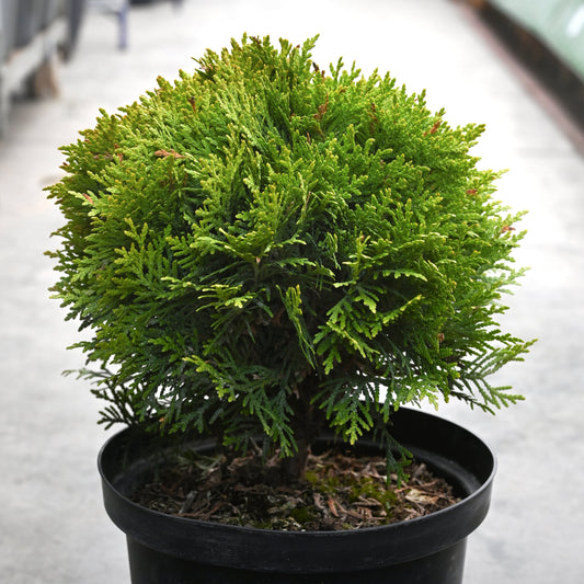 Globe Cedar: Thuja occidentalis 'Woodwardii'