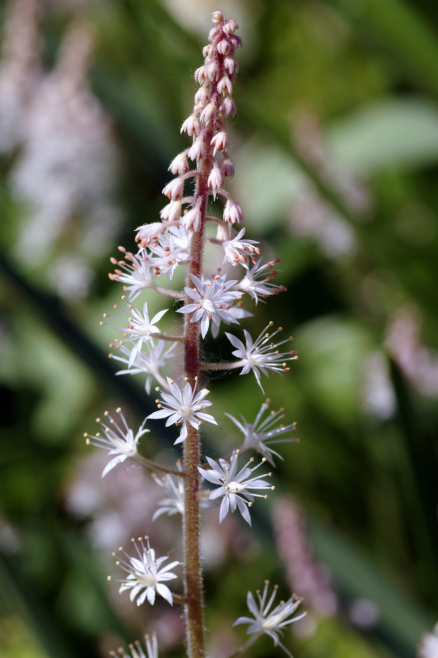 Creeping Foamflower: Tiarella cordifolia - 1L Pot