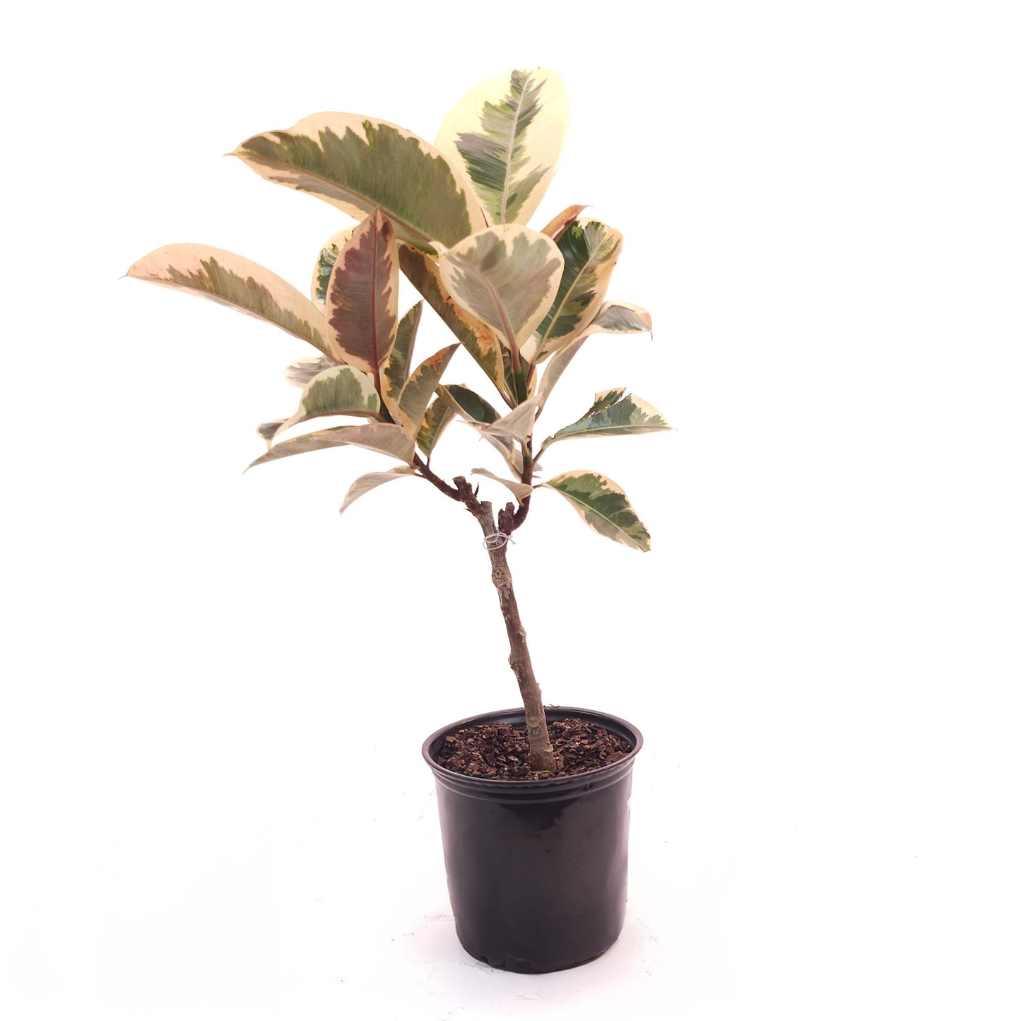Tineke Rubber Tree: Ficus elastica - 8 inch pot - 2.5 foot tall