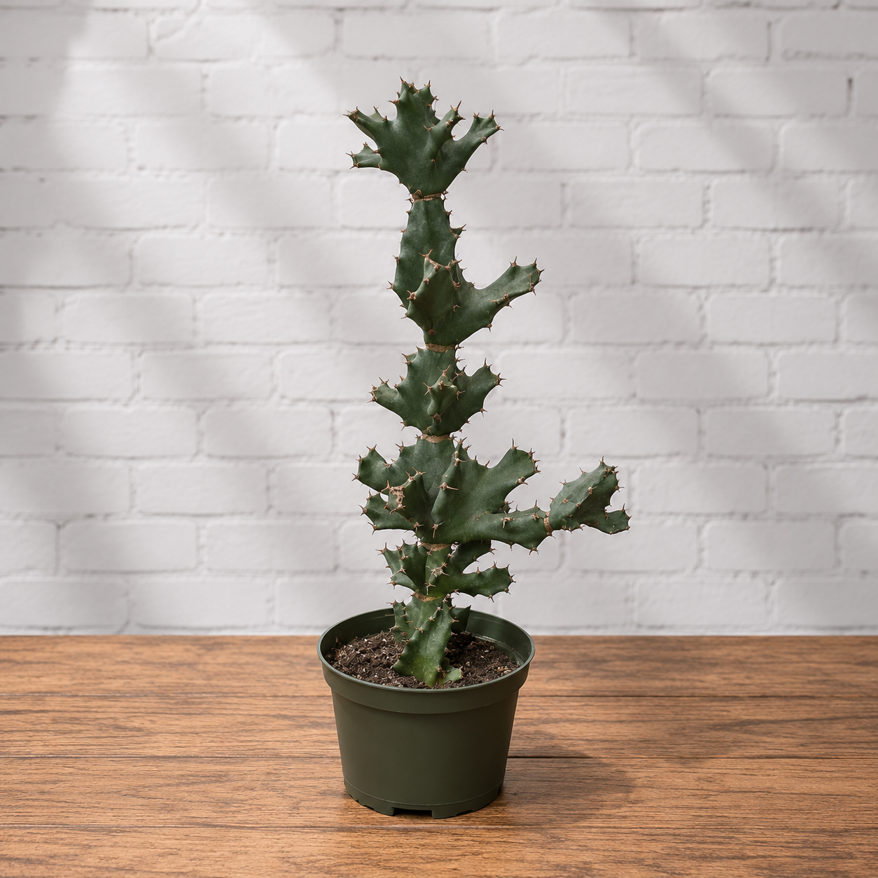 Twisted Spurge: Euphorbia tortilis - 6 inch pot