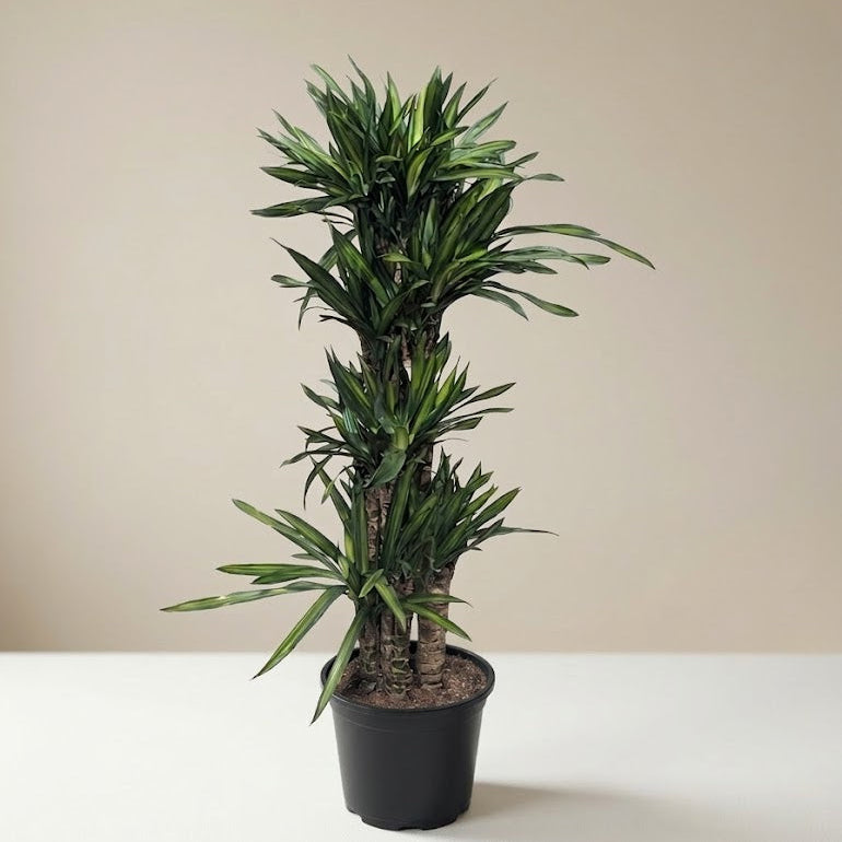 Rikki Column Cane: Dracaena fragrans - 12 inch pot - 4.5-5 foot tall