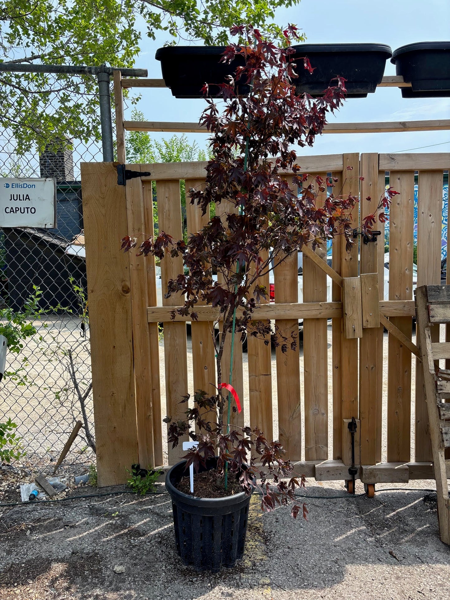 Bloodgood Japanese Maple: Acer palmatum
