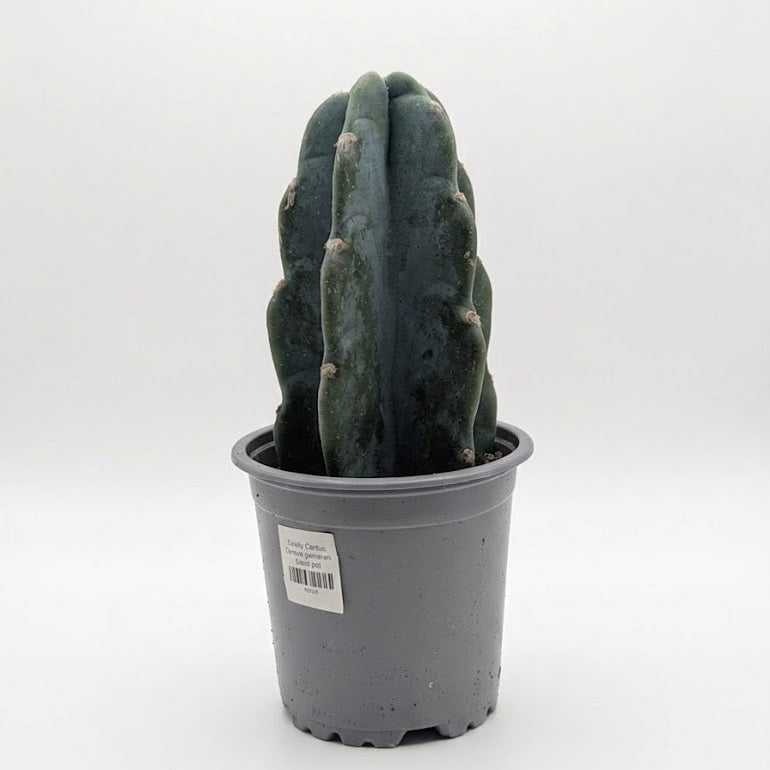 cereus jamacaru cuddly cactus Cuddly Cactus: Cereus Jamacaru - 4