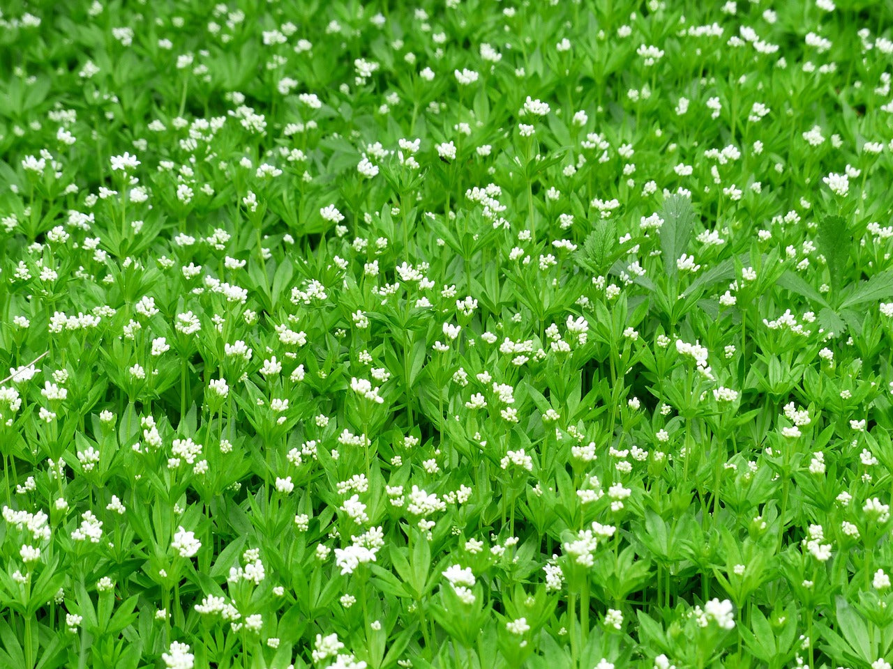 Sweet Woodruff: Galium odoratum - 10CM Pot