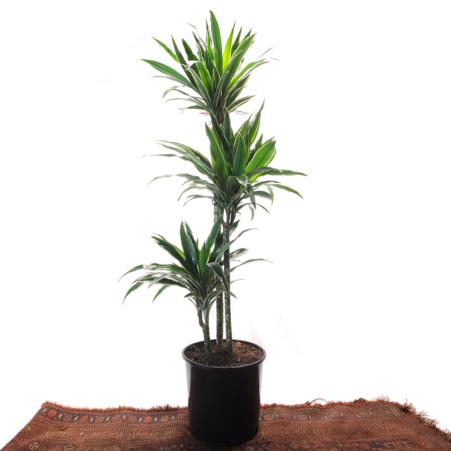 Jade Jewel Cane: Dracaena fragrans 'Warneckii' - 10 inch pot - 4-5 foot tall — indoor plant — indoor plant for sale by Promise Supply for delivery and pickup in Toronto.