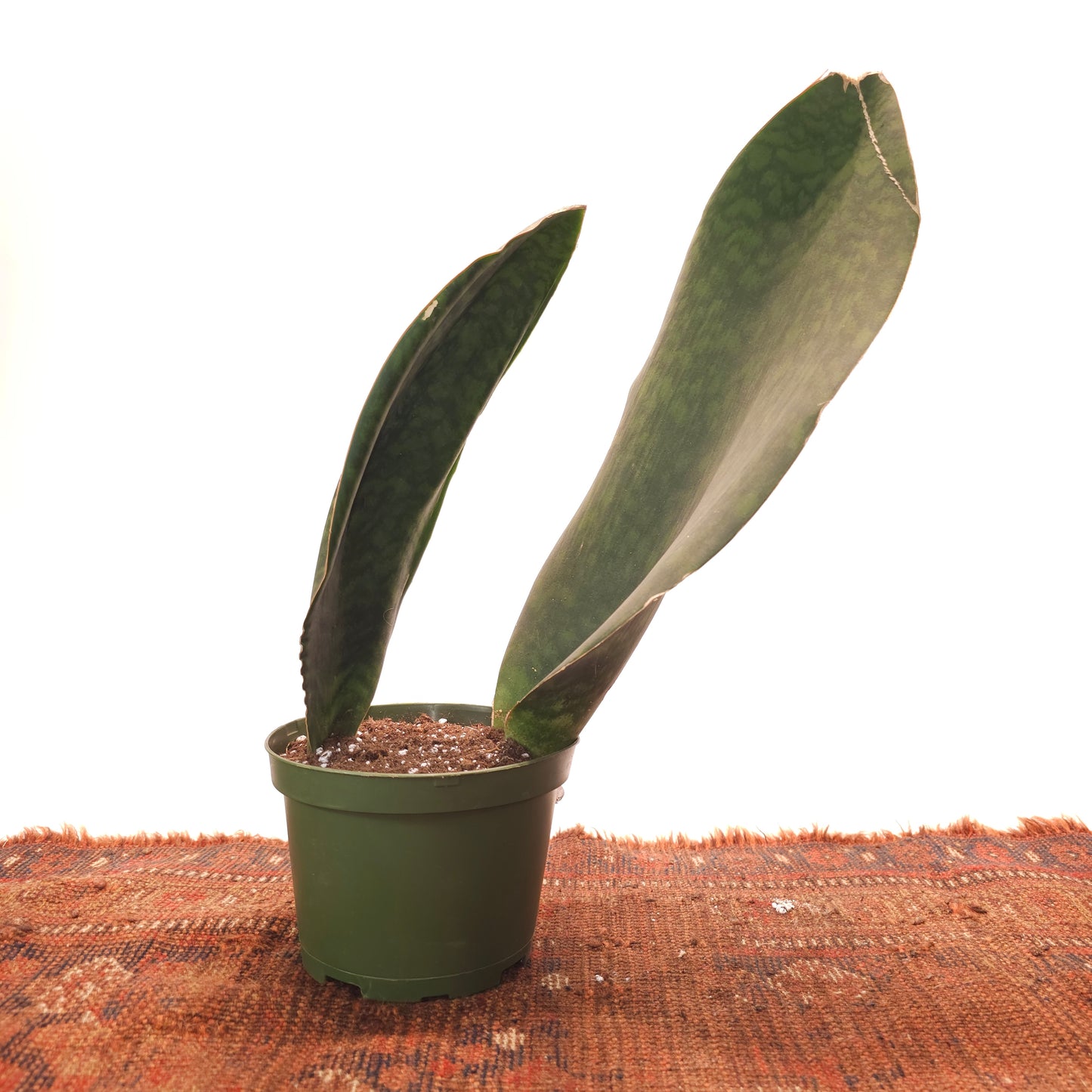 Whale Fin Snake Plant: Sansevieria masoniana - 6 inch pot