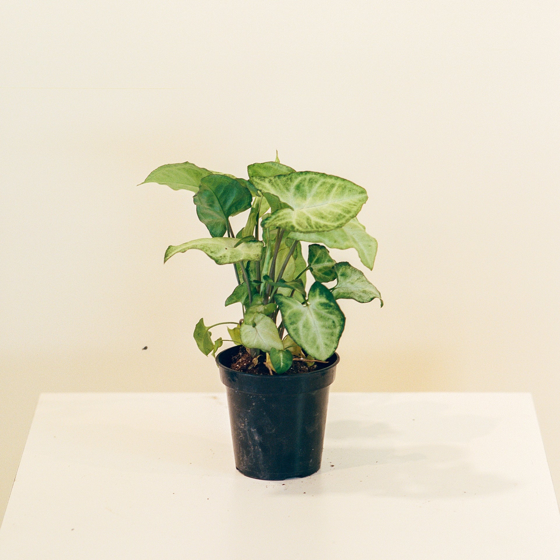 butterfly plant indoor for sale White Butterfly Arrowhead Plant - 4" Pot