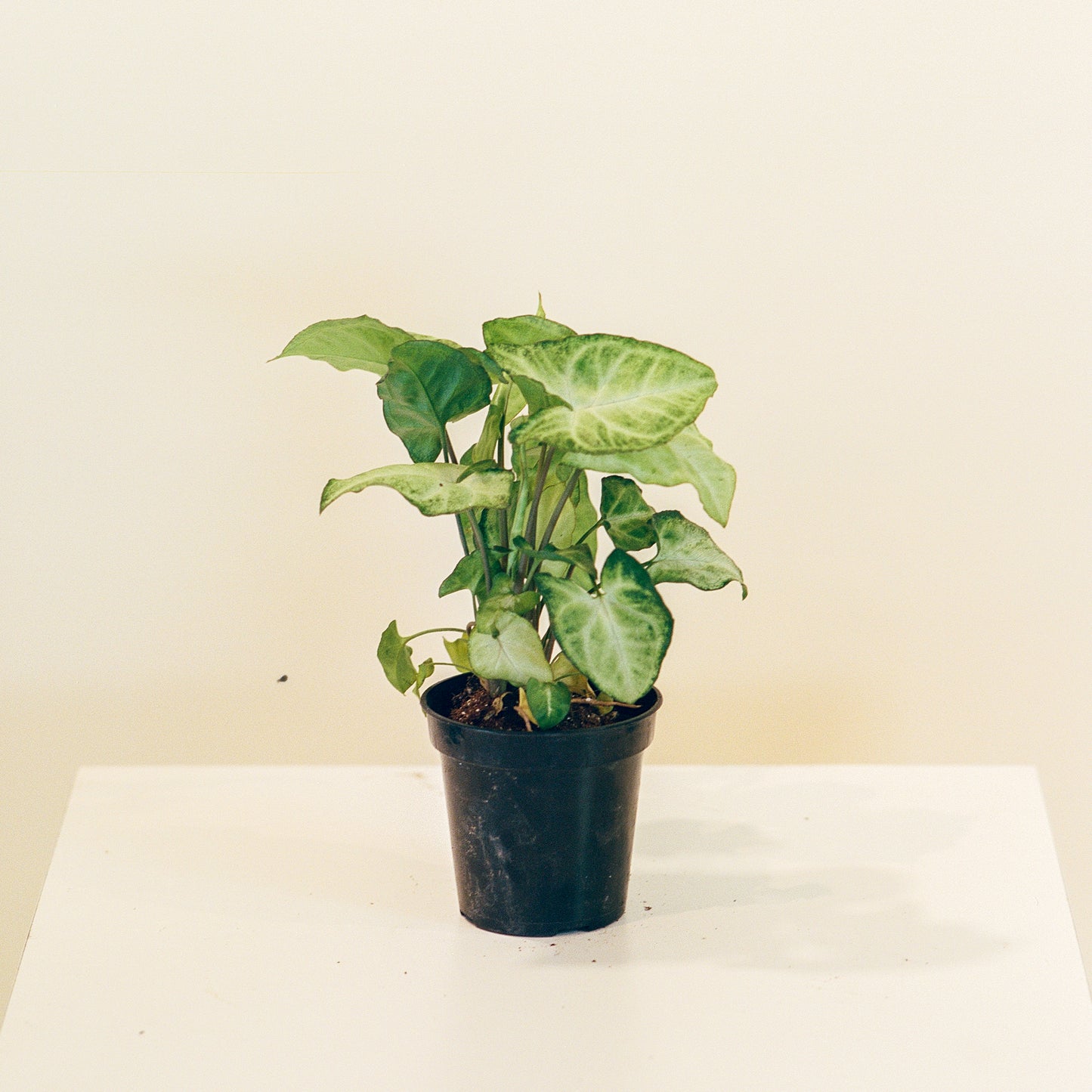 White Butterfly Arrowhead Plant: Syngonium podophyllum - 4 inch pot — indoor plant — indoor plant for sale by Promise Supply for delivery and pickup in Toronto.