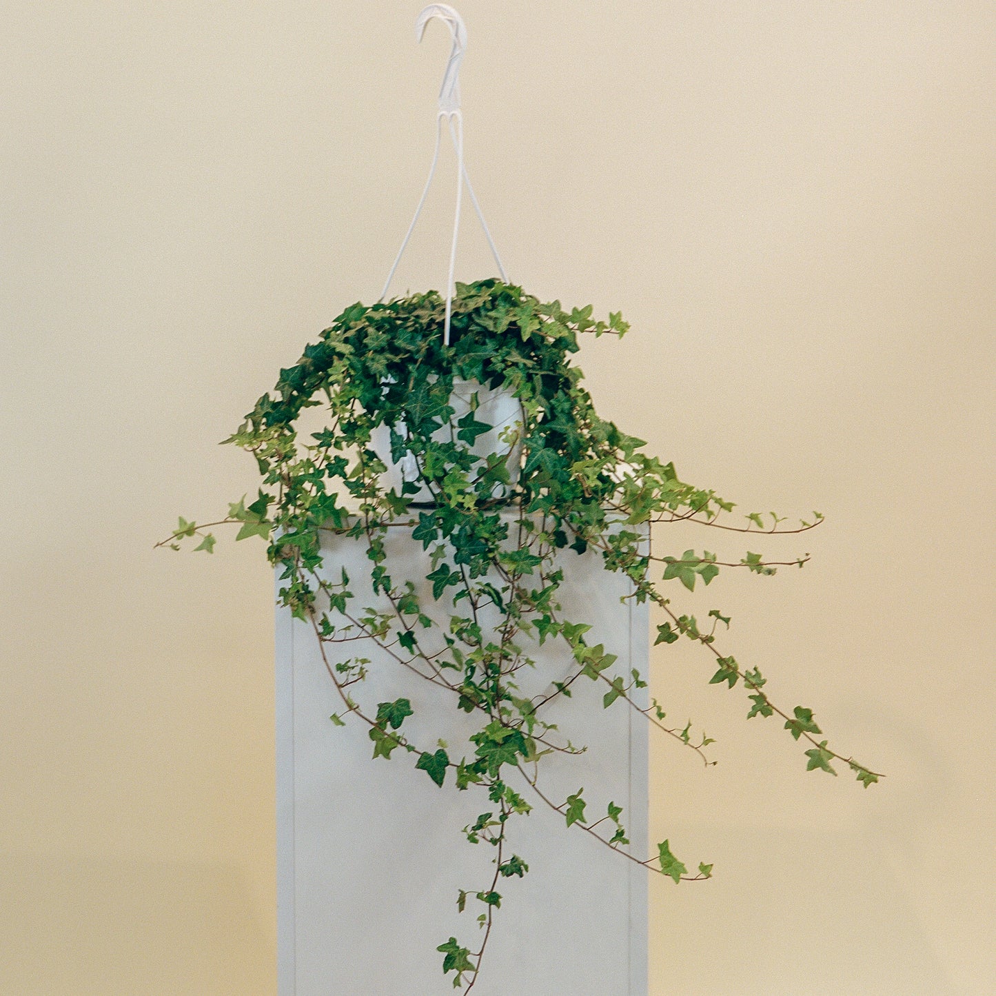 English Ivy: Hedera helix - 8 inch hanging basket — indoor plant — indoor plant for sale by Promise Supply for delivery and pickup in Toronto.