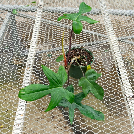 Birkin Philo (Philodendron) in a 6 inch pot. Indoor plant for sale by Promise Supply for delivery and pickup in Toronto