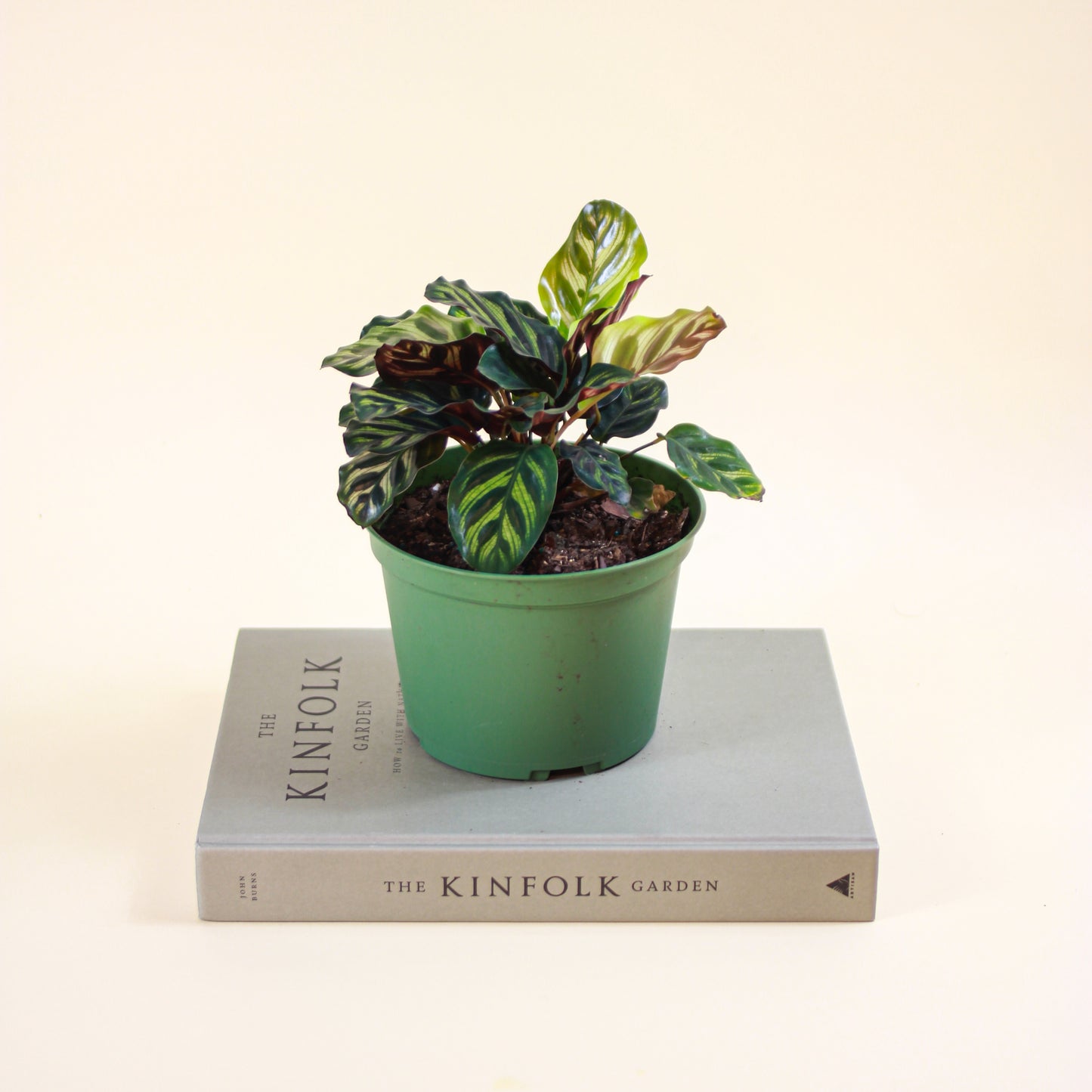 Peacock Calathea: Goeppertia makoyana - 6 inch pot — indoor plant — indoor plant for sale by Promise Supply for delivery and pickup in Toronto.