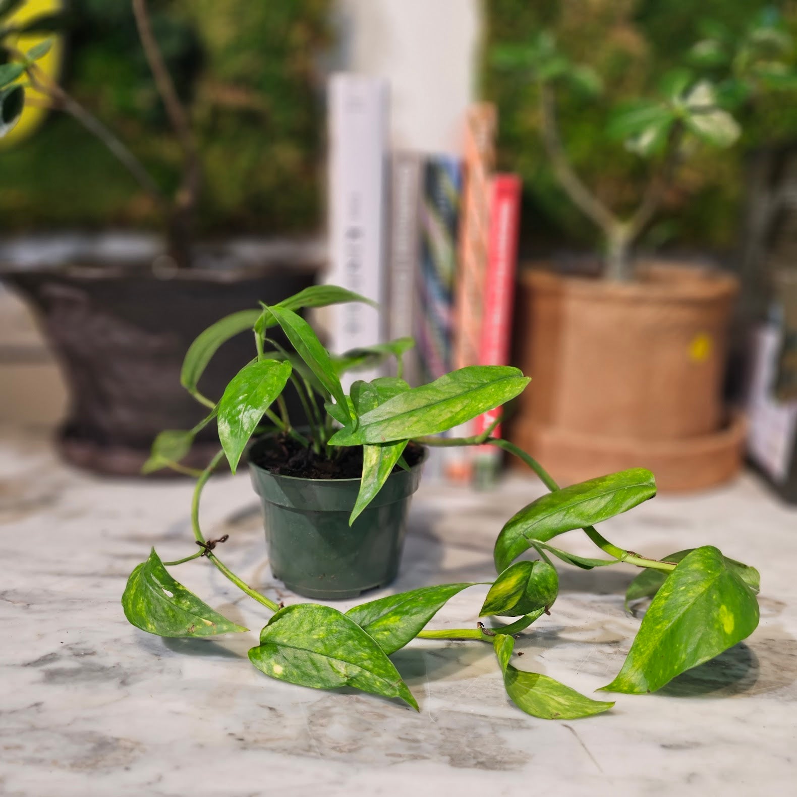 varigated neon pothos Variegated Neon Pothos: Epipremnum - 4" Pot