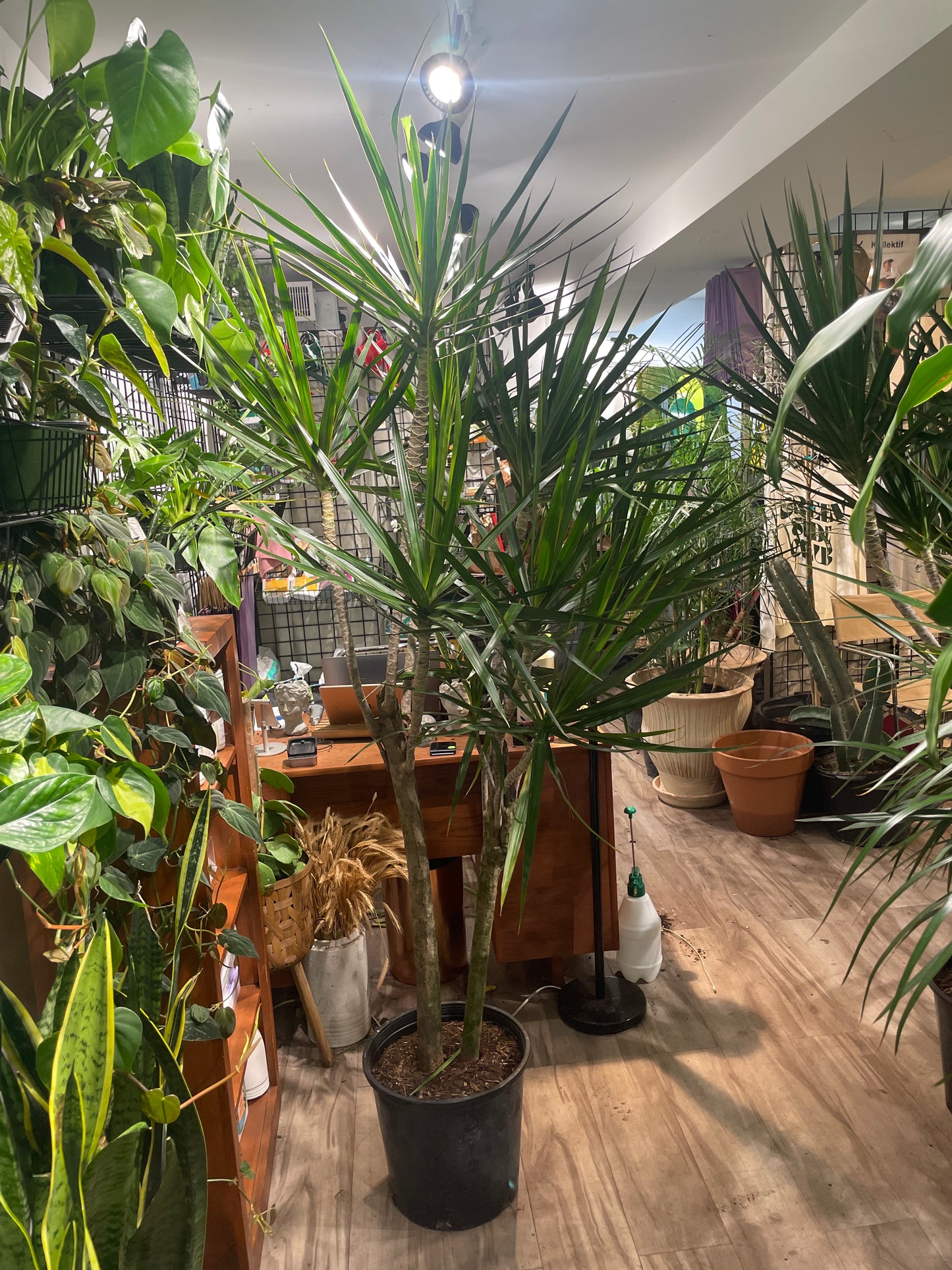 Character Dragon Tree (Dracaena Marginata) in a 6 inch pot. Indoor plant for sale by Promise Supply for delivery and pickup in Toronto
