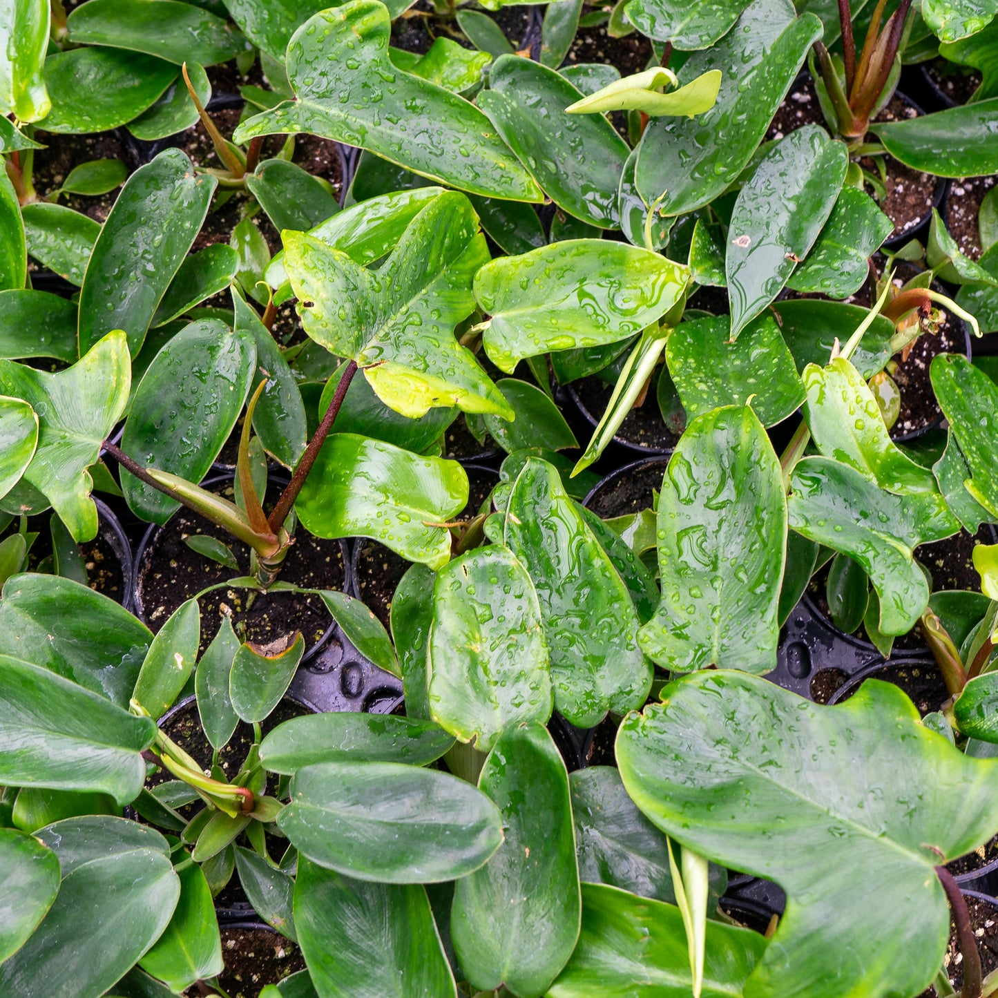 Birkin Philo (Philodendron) in a 4 inch pot. Indoor plant for sale by Promise Supply for delivery and pickup in Toronto