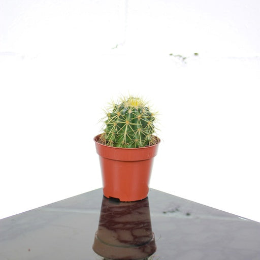 Golden Barrel Cactus (Echinocactus grusonii) in a 6 inch pot. Indoor plant for sale by Promise Supply for delivery and pickup in Toronto