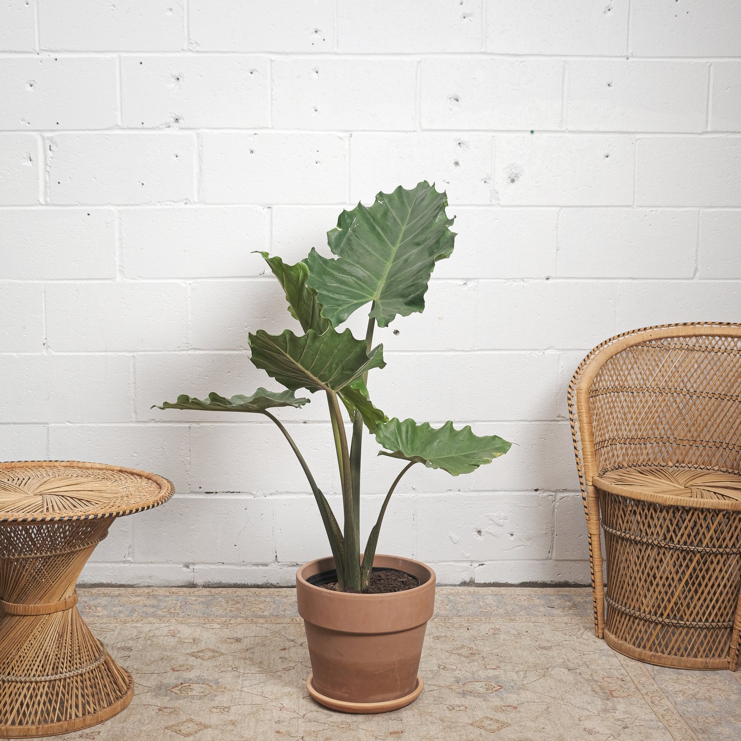 Giant Elephant Ear: Alocasia macrorrhiza - 10 inch pot - 3-4 foot tall — indoor plant — indoor plant for sale by Promise Supply for delivery and pickup in Toronto.