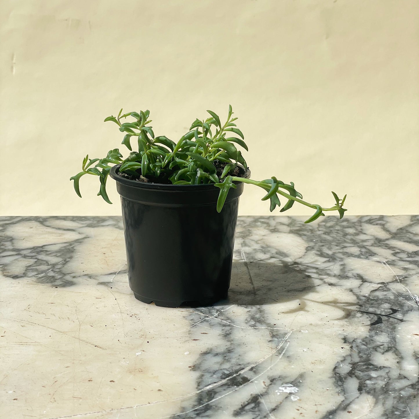 String of Dolphins: Curio peregrinus - 4 inch pot — indoor plant — indoor plant for sale by Promise Supply for delivery and pickup in Toronto.