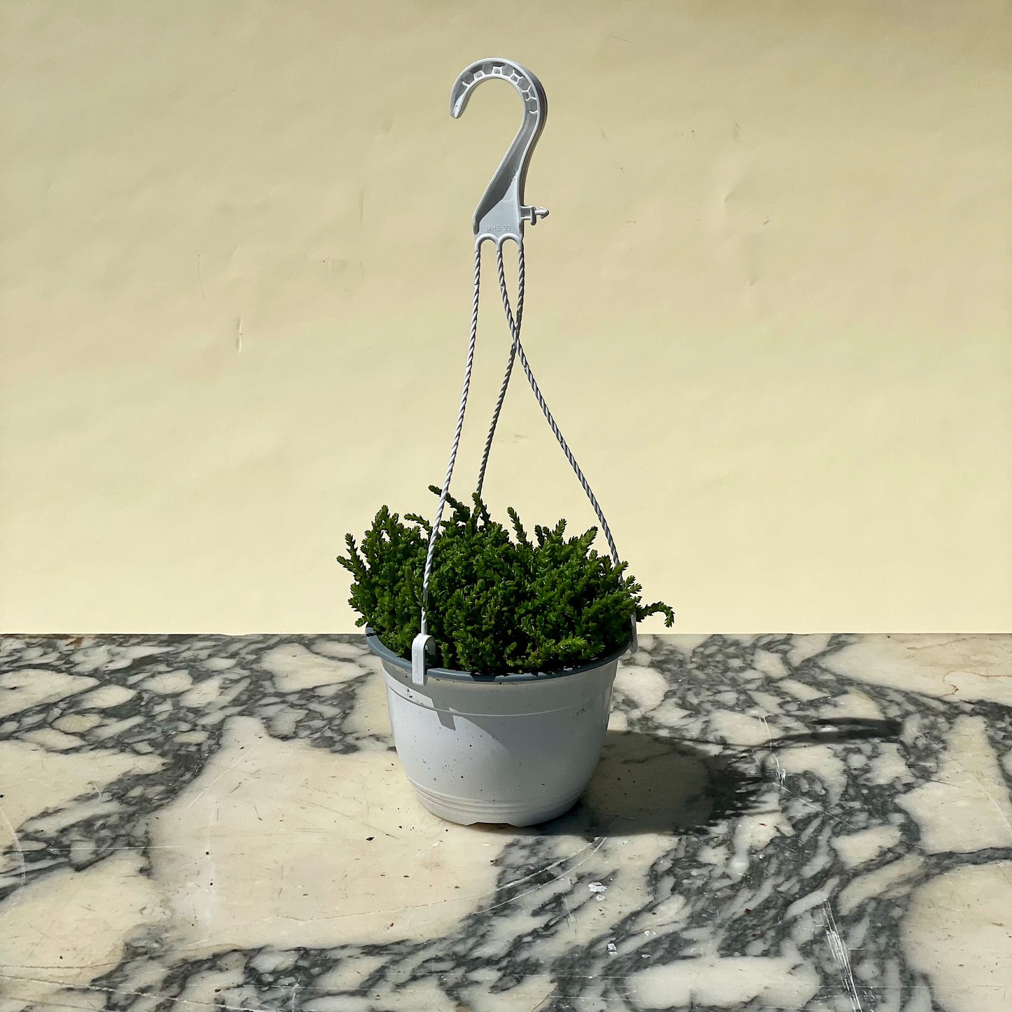 Rattail Jade: Crassula muscosa - 8 inch hanging basket — indoor plant — indoor plant for sale by Promise Supply for delivery and pickup in Toronto.