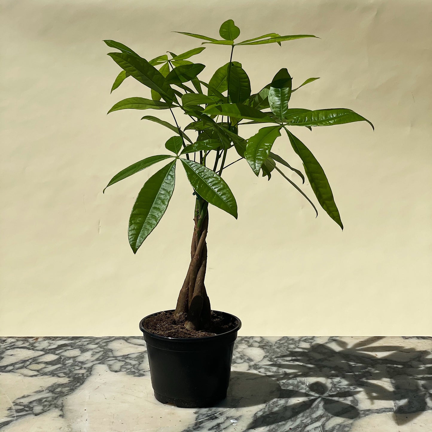 Money Tree: Pachira aquatica - 6 inch pot — indoor plant — indoor plant for sale by Promise Supply for delivery and pickup in Toronto.