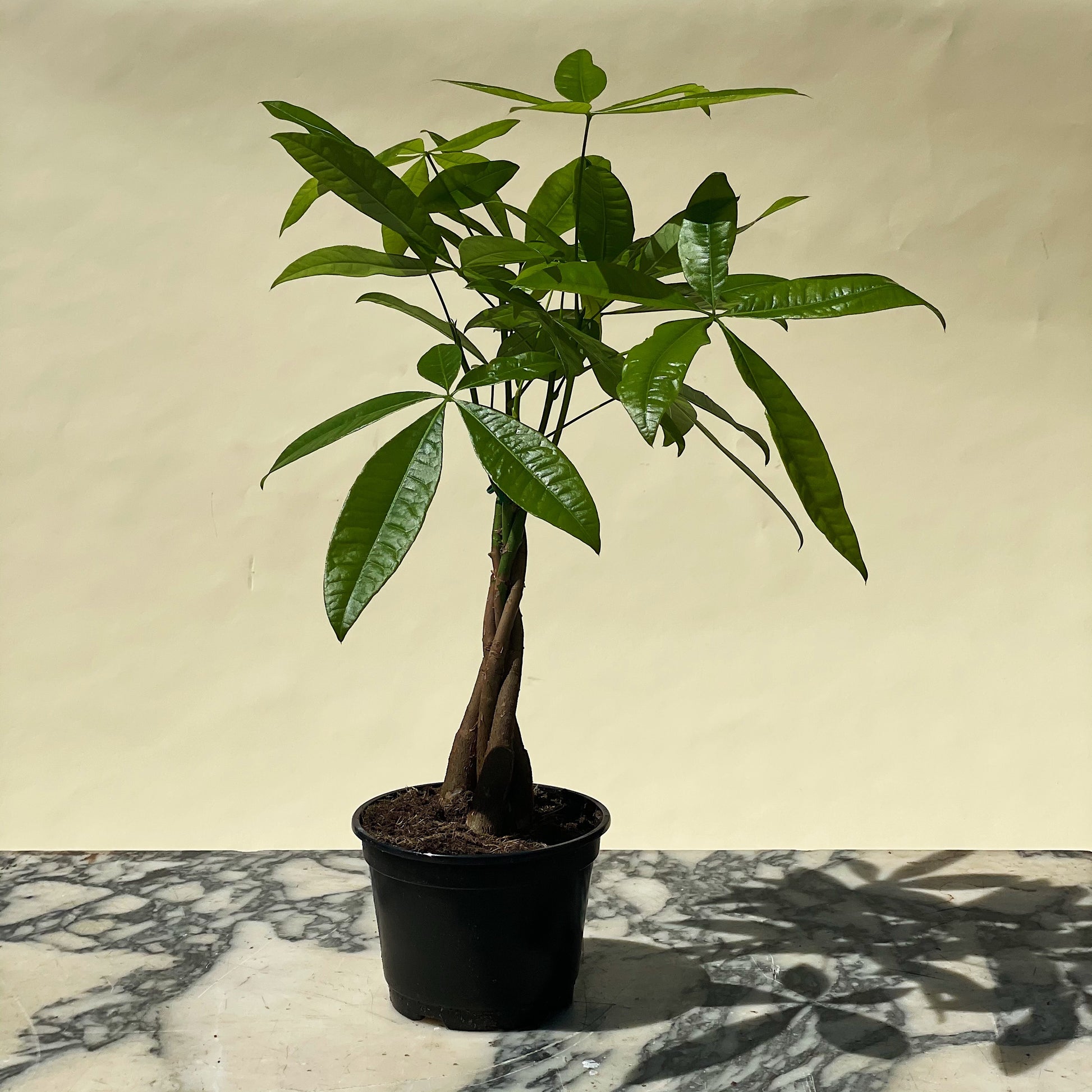 Money Tree: Pachira aquatica - 6 inch pot — indoor plant — indoor plant for sale by Promise Supply for delivery and pickup in Toronto.